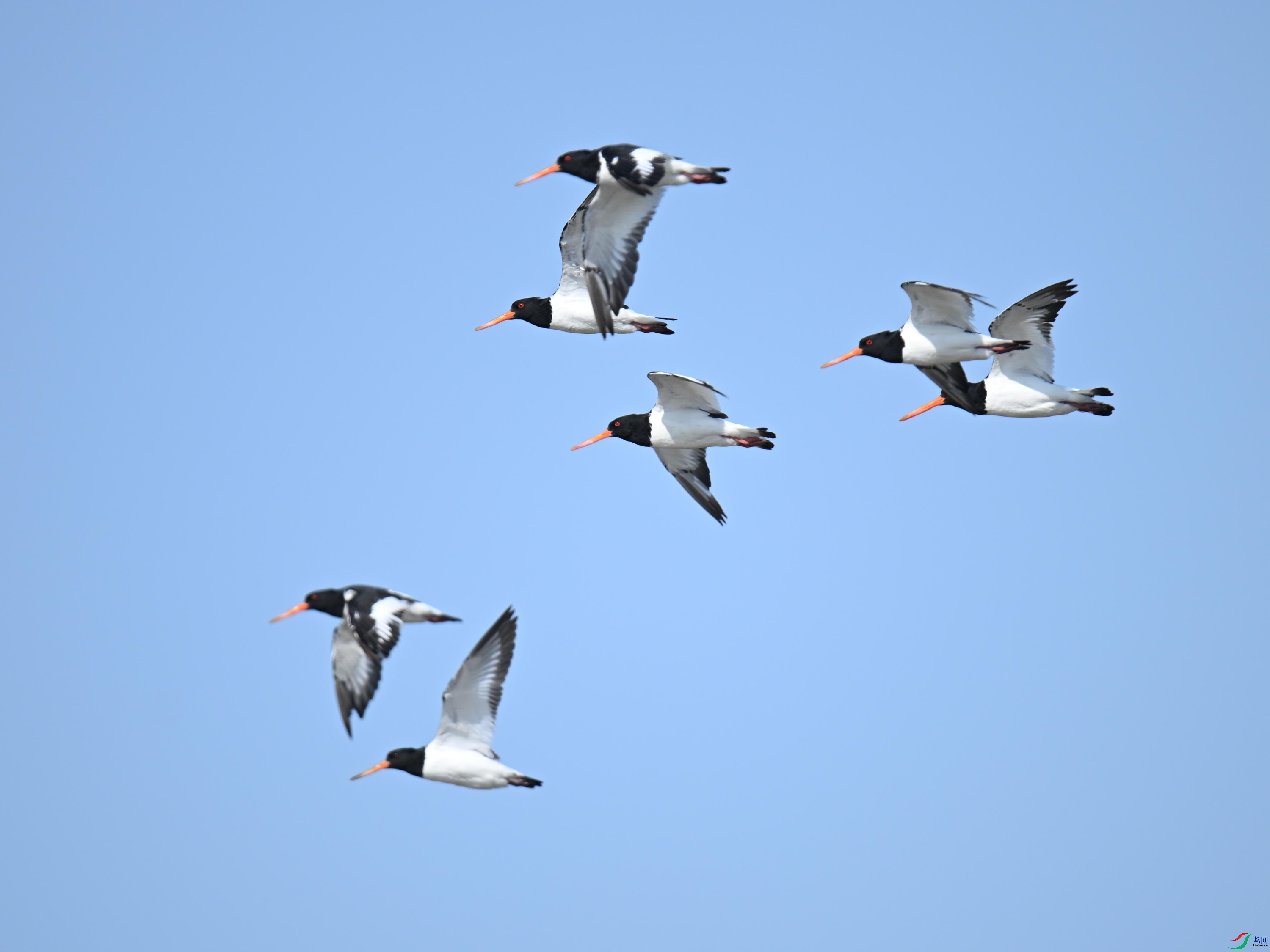 ���� (19).jpg