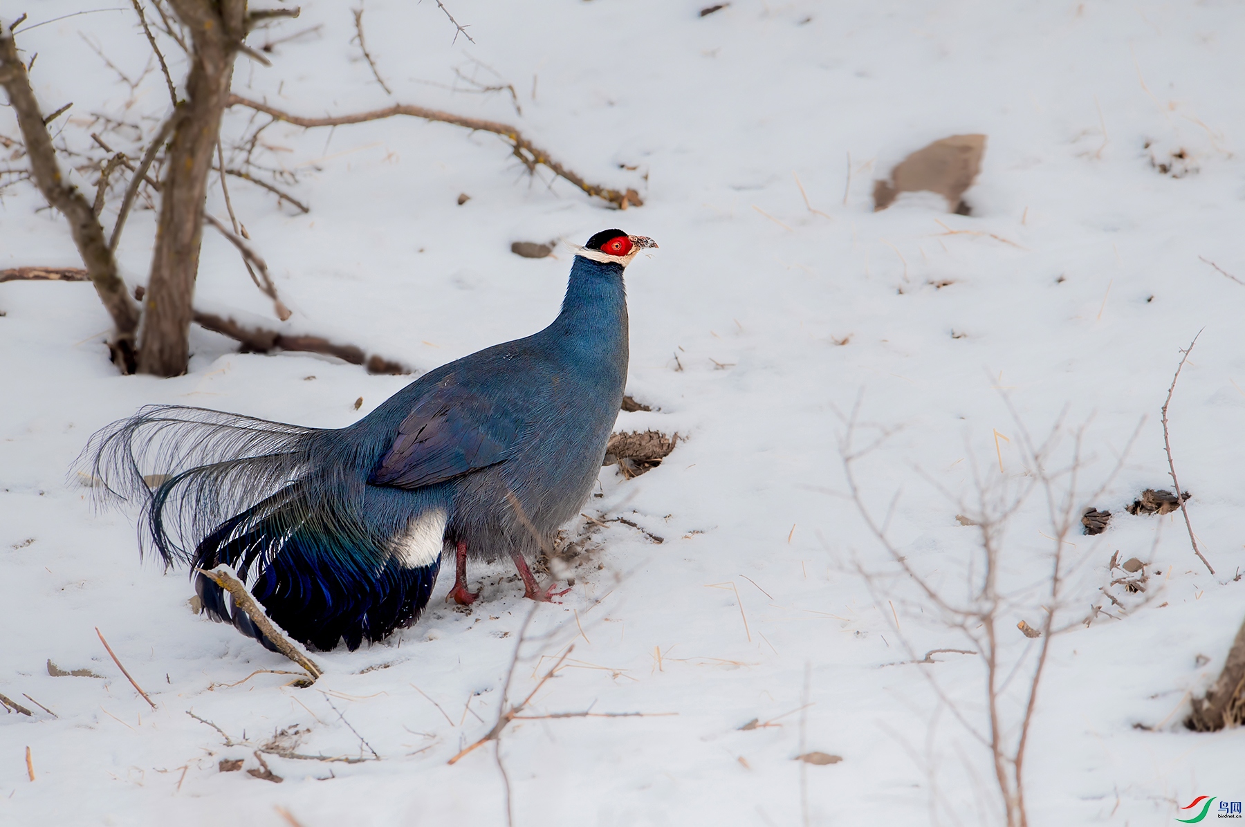 DSC_96841.jpg