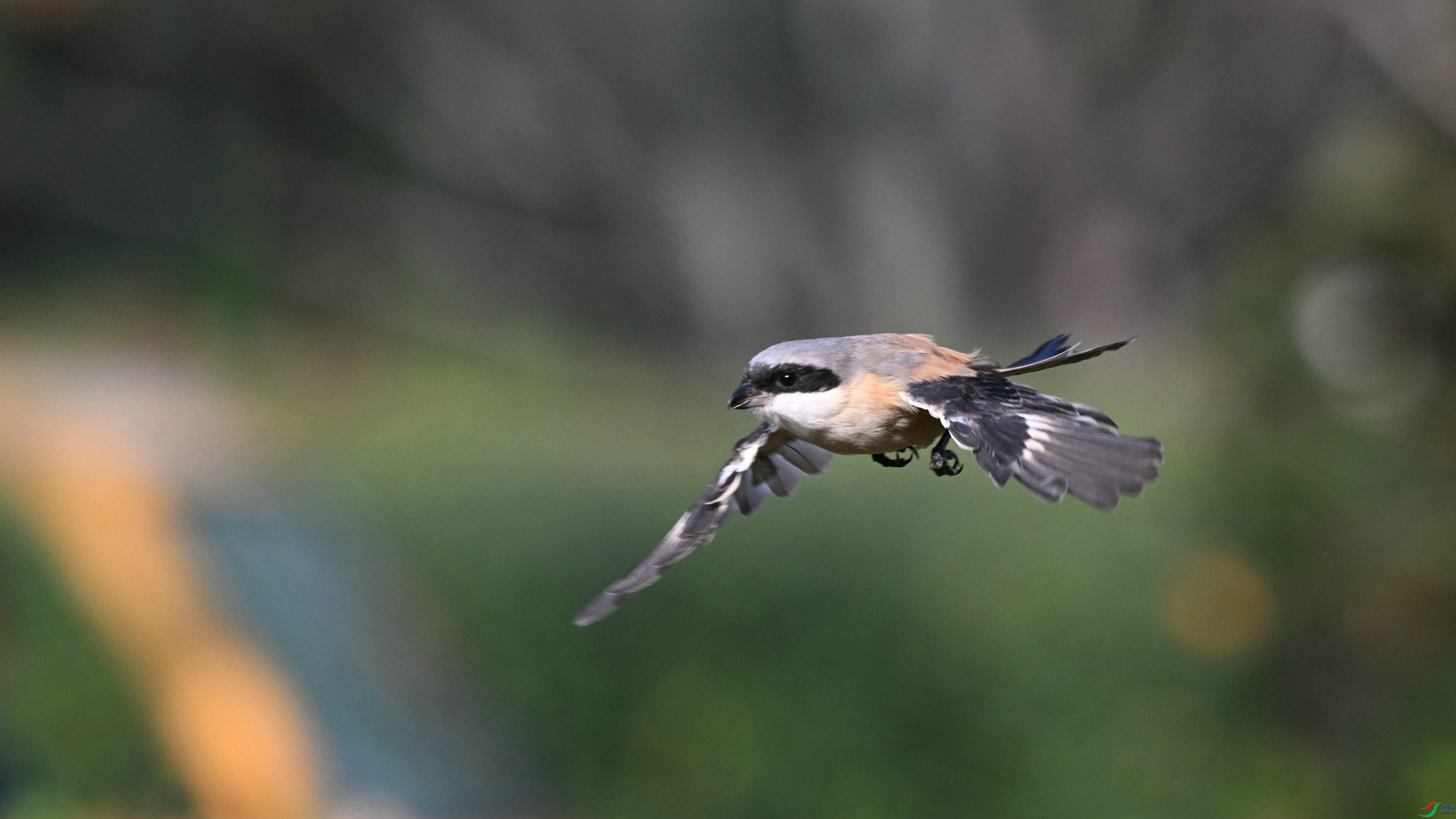 DSC_2624.JPG