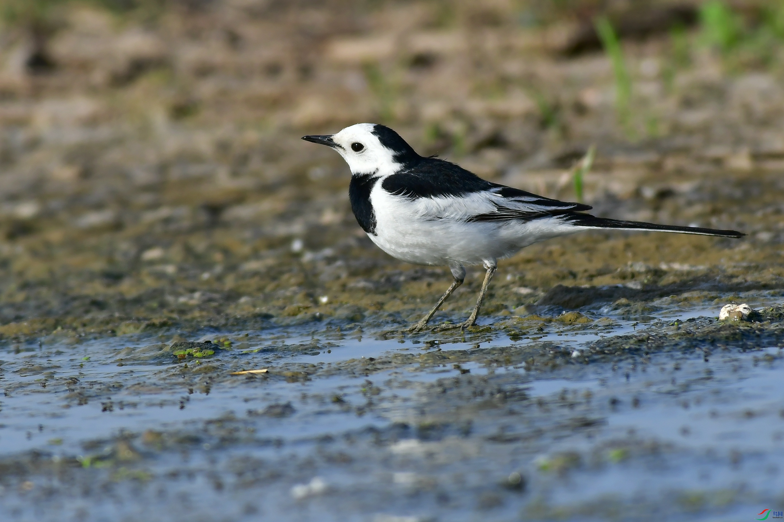 DSC_1917.JPG