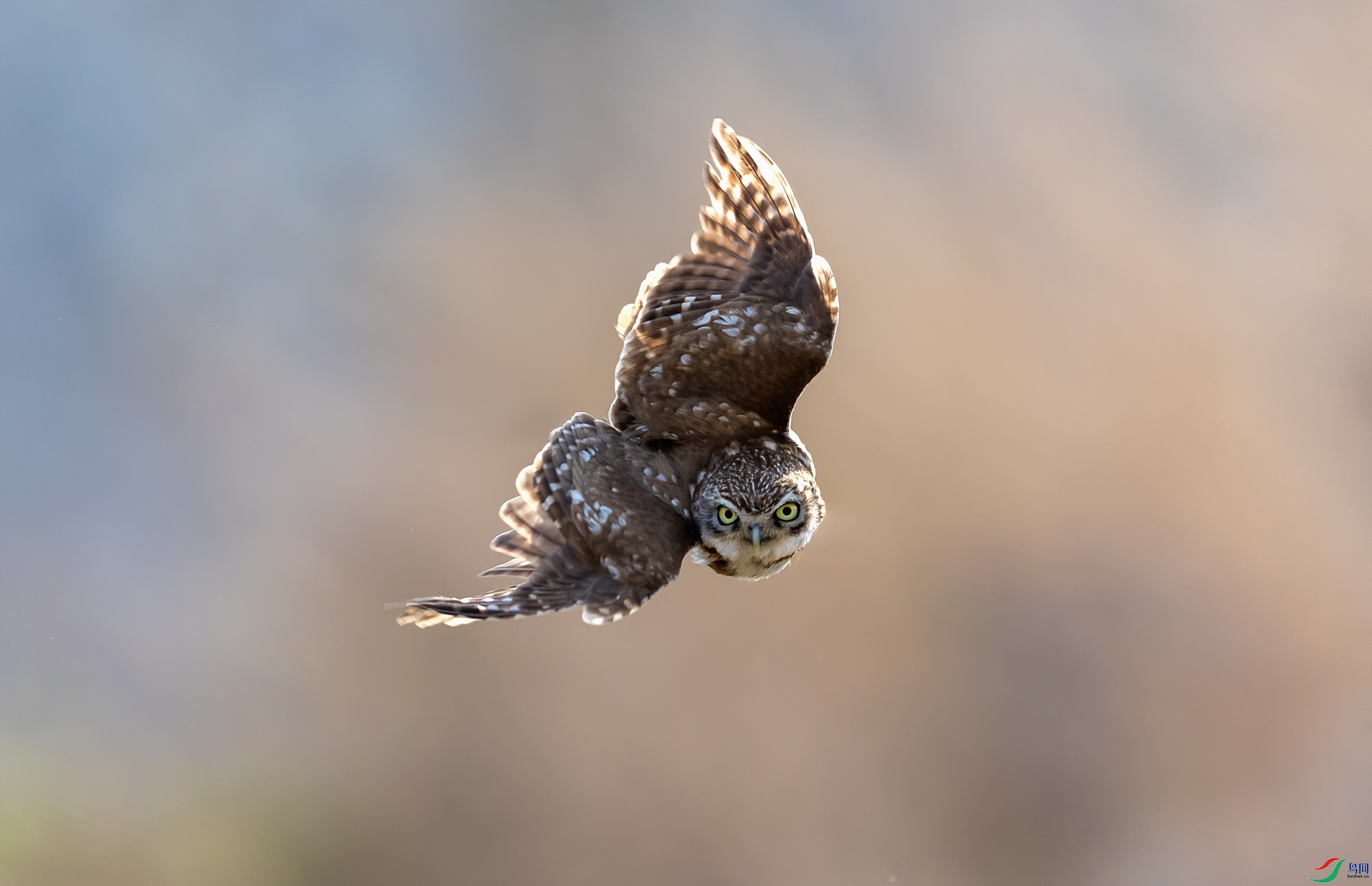 ���Ƹ�С�^