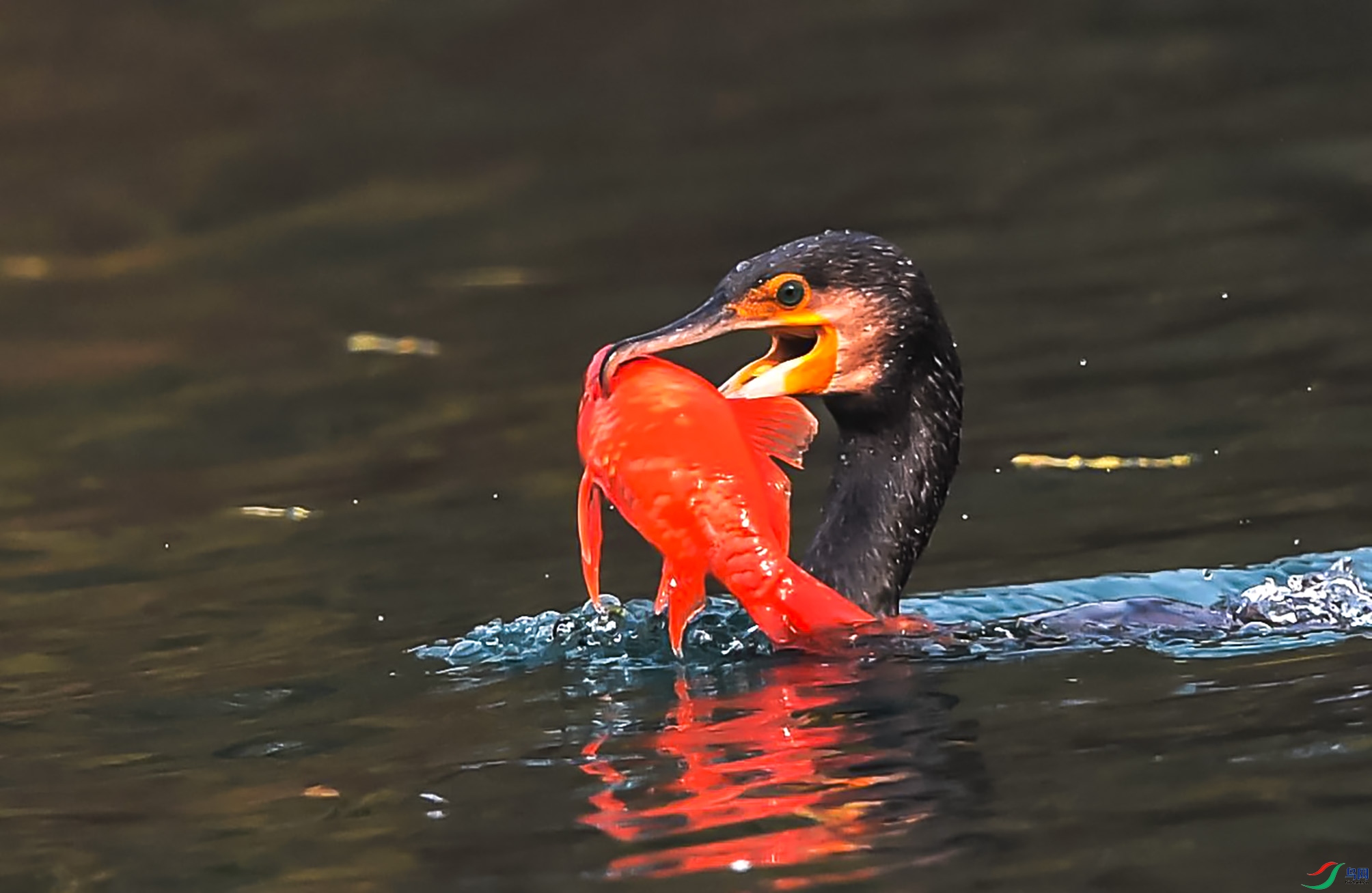 DSC_5509_����.jpg