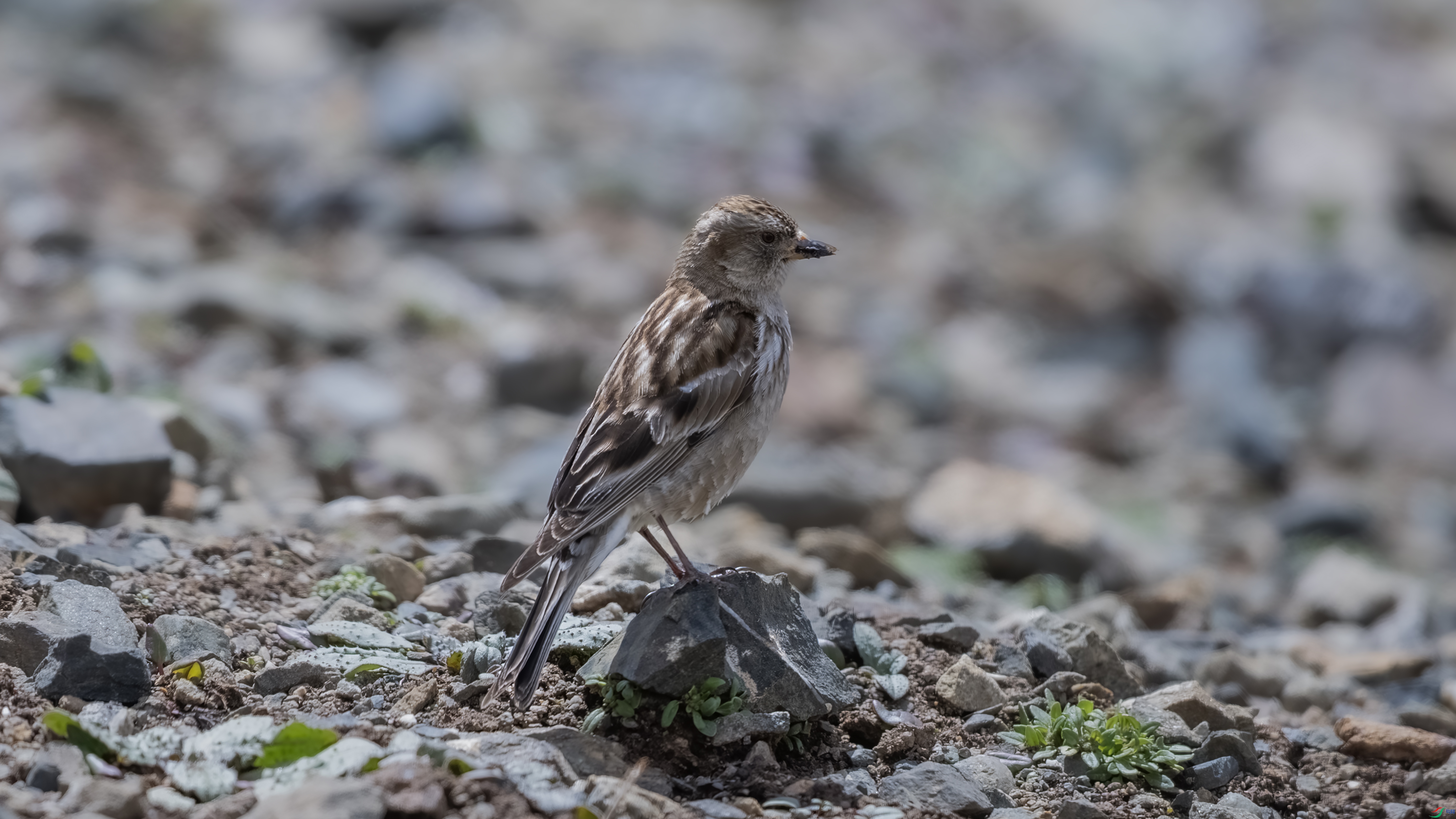 _O7A2396 ��444.jpg