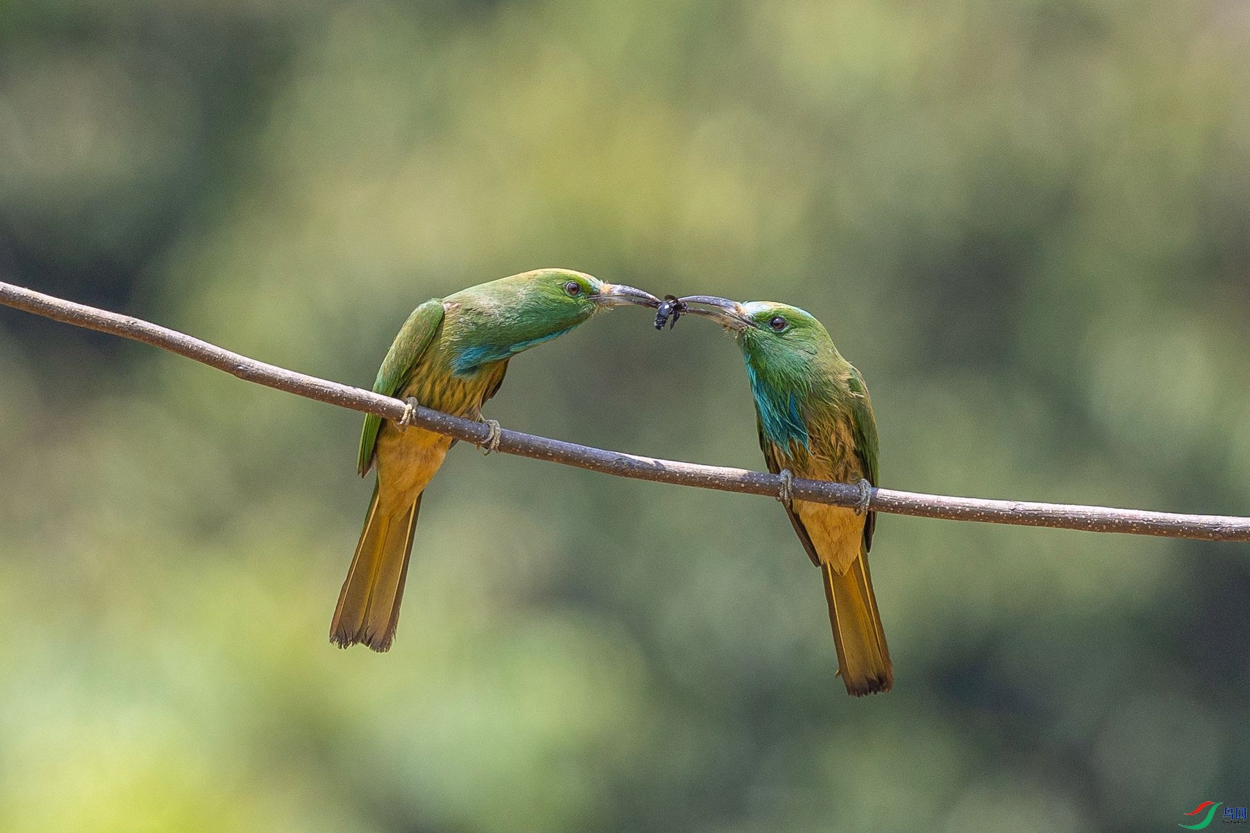 ����ҹ�仢