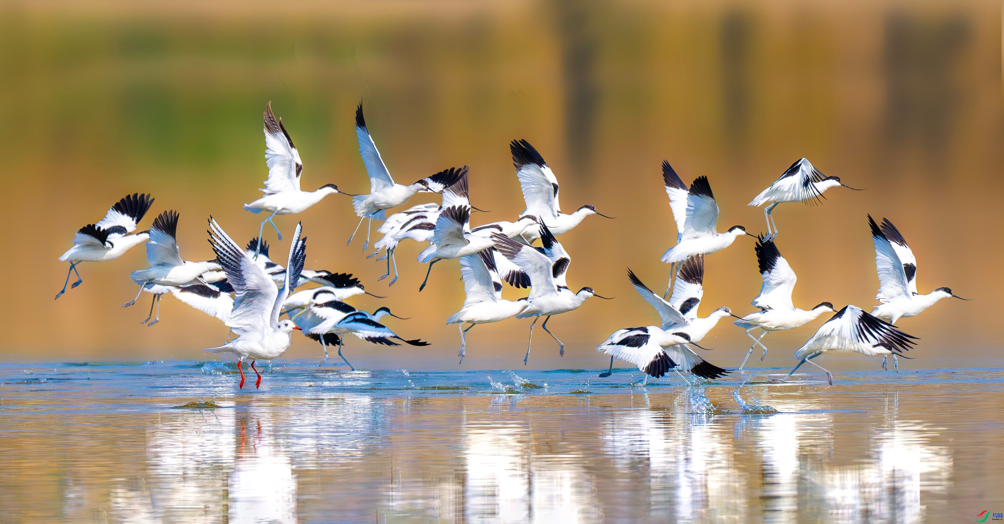 12.9�Ϲ���Ӱ��ʦ��Ʒ   ������ʹ�����֣�ף���ٻ����������.jpg