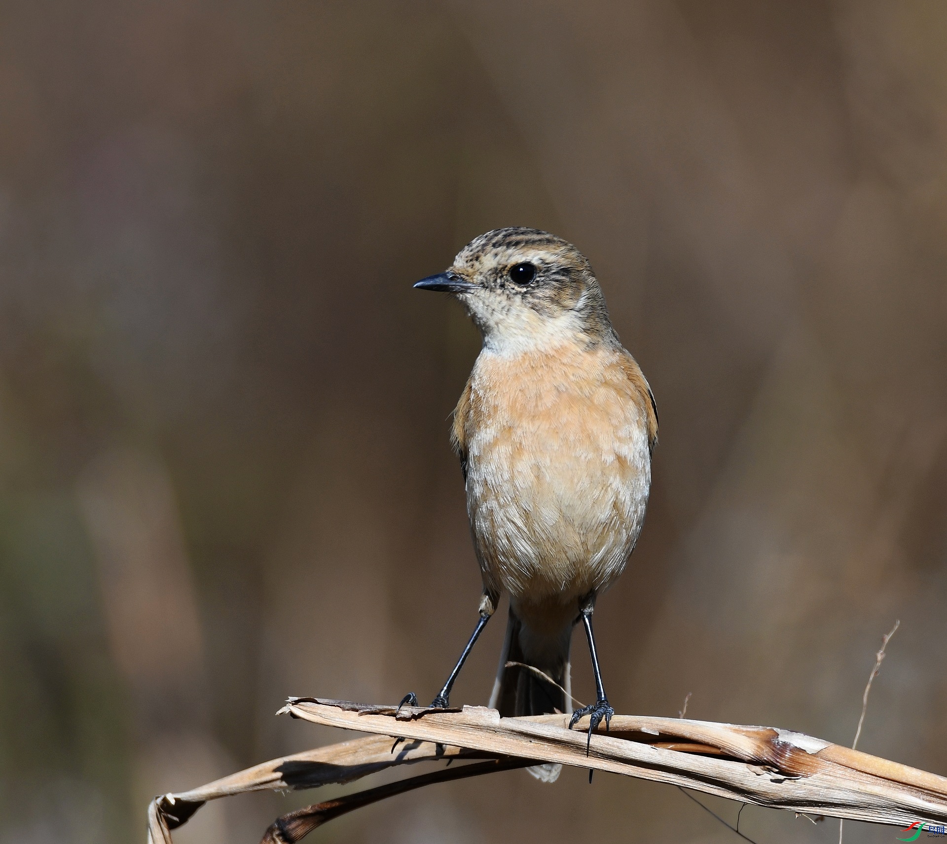 DSC_7075.jpg