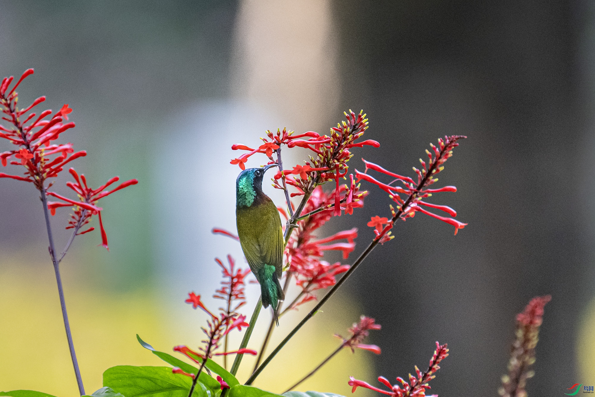 DSC_4526.jpg