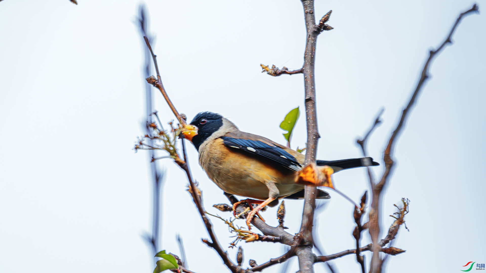 DSC_8985-����ǿ-NR ����.jpg