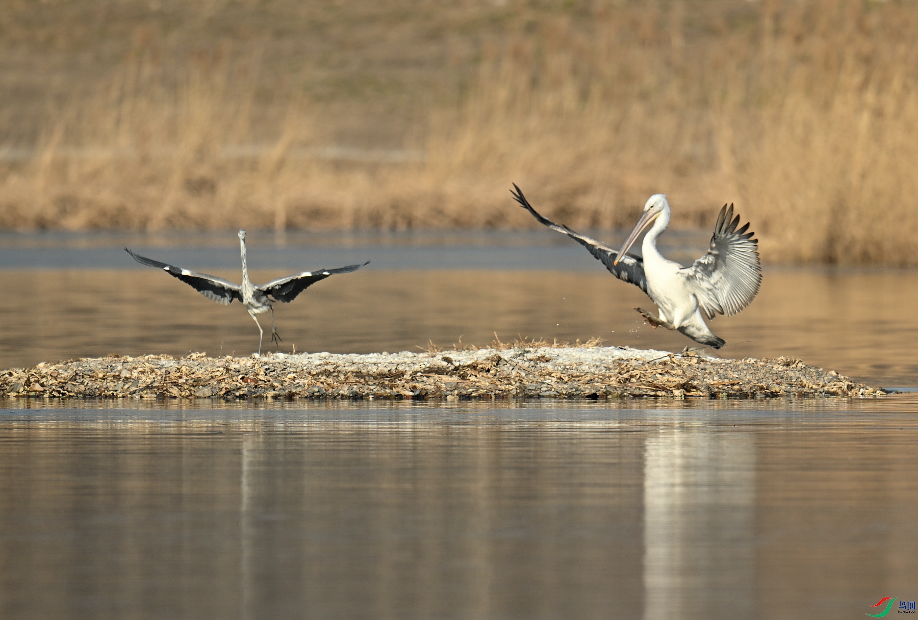 DSC_3596.JPG