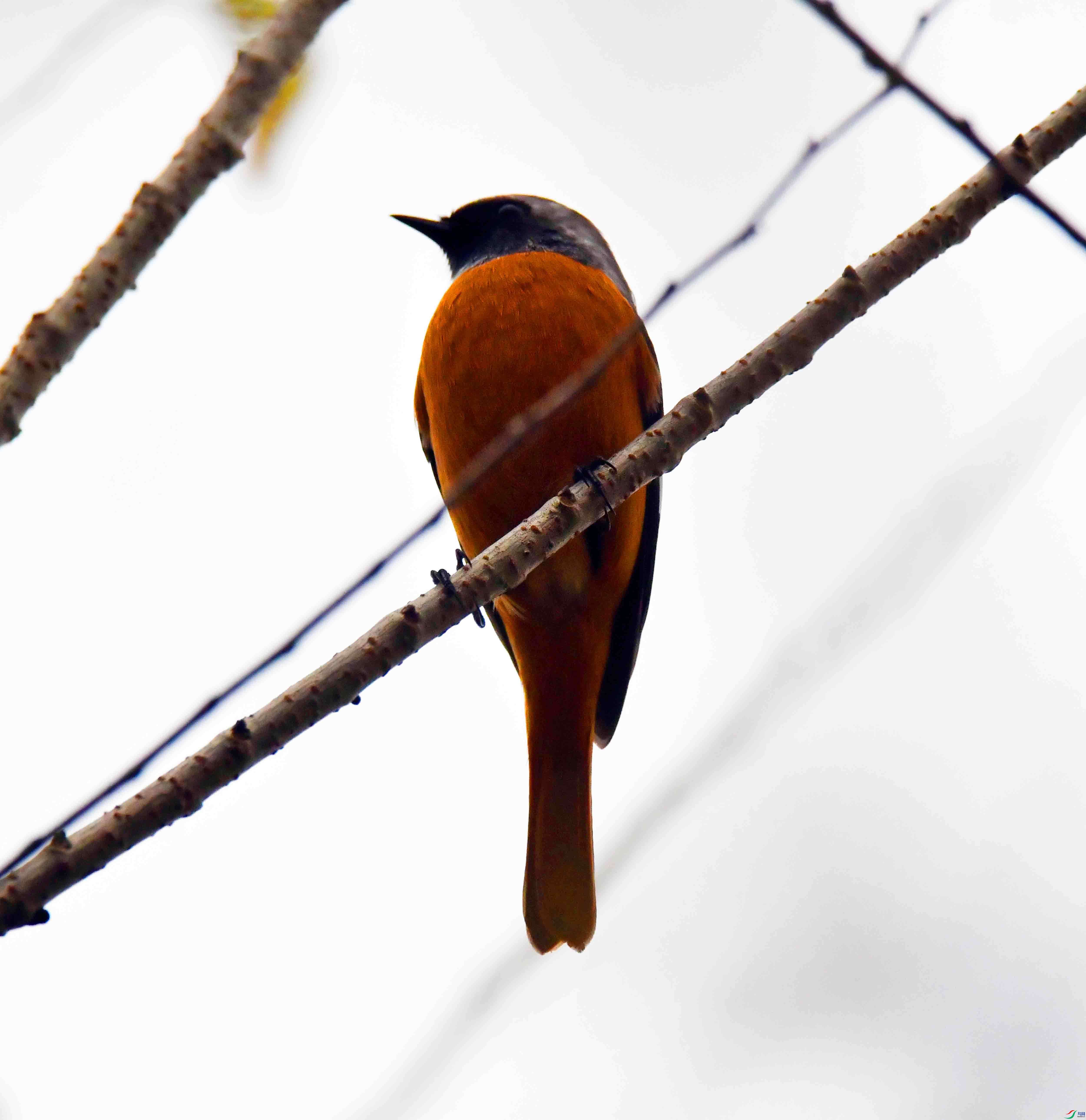 DSC_7243.JPG