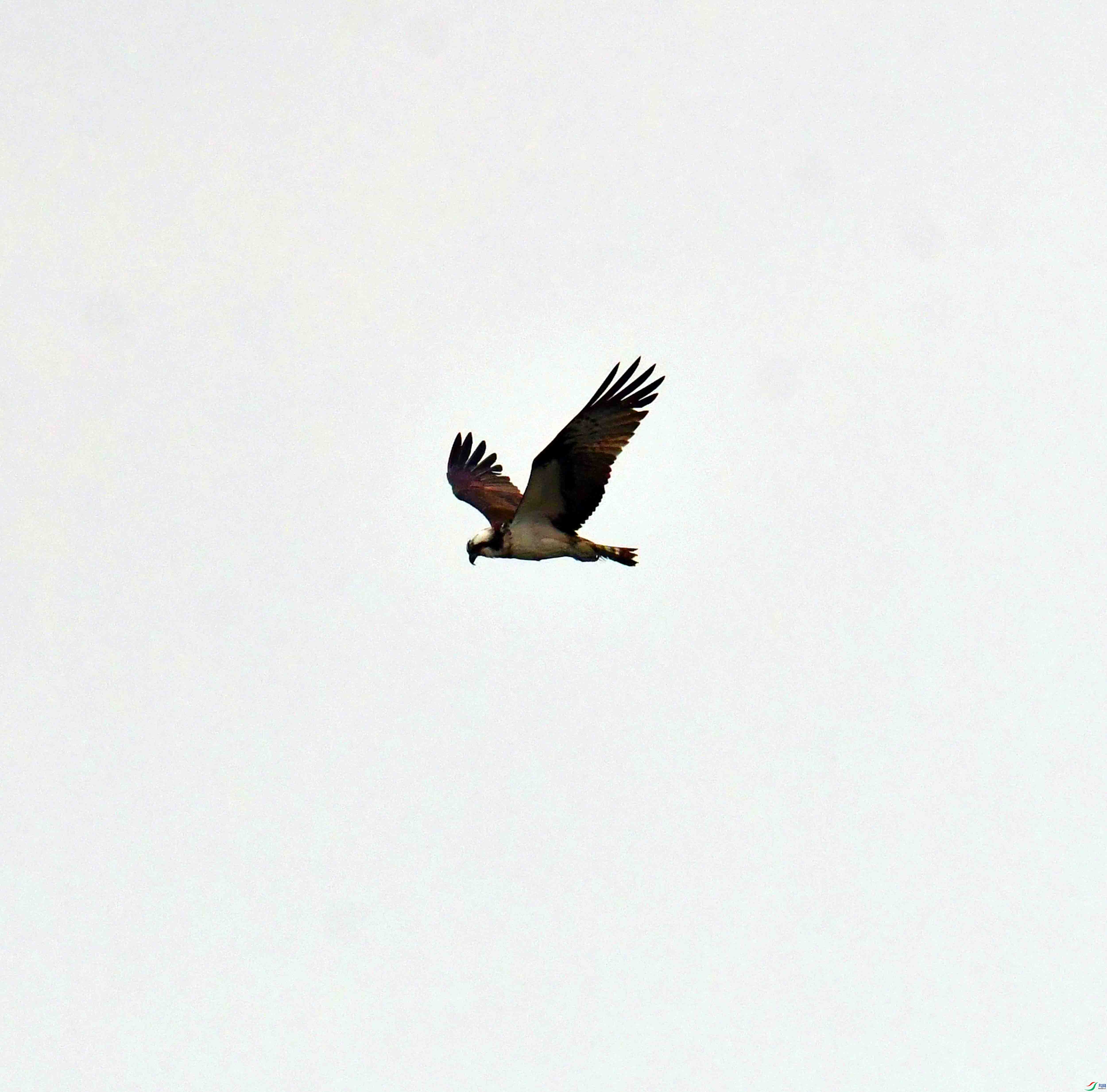 DSC_9295.JPG