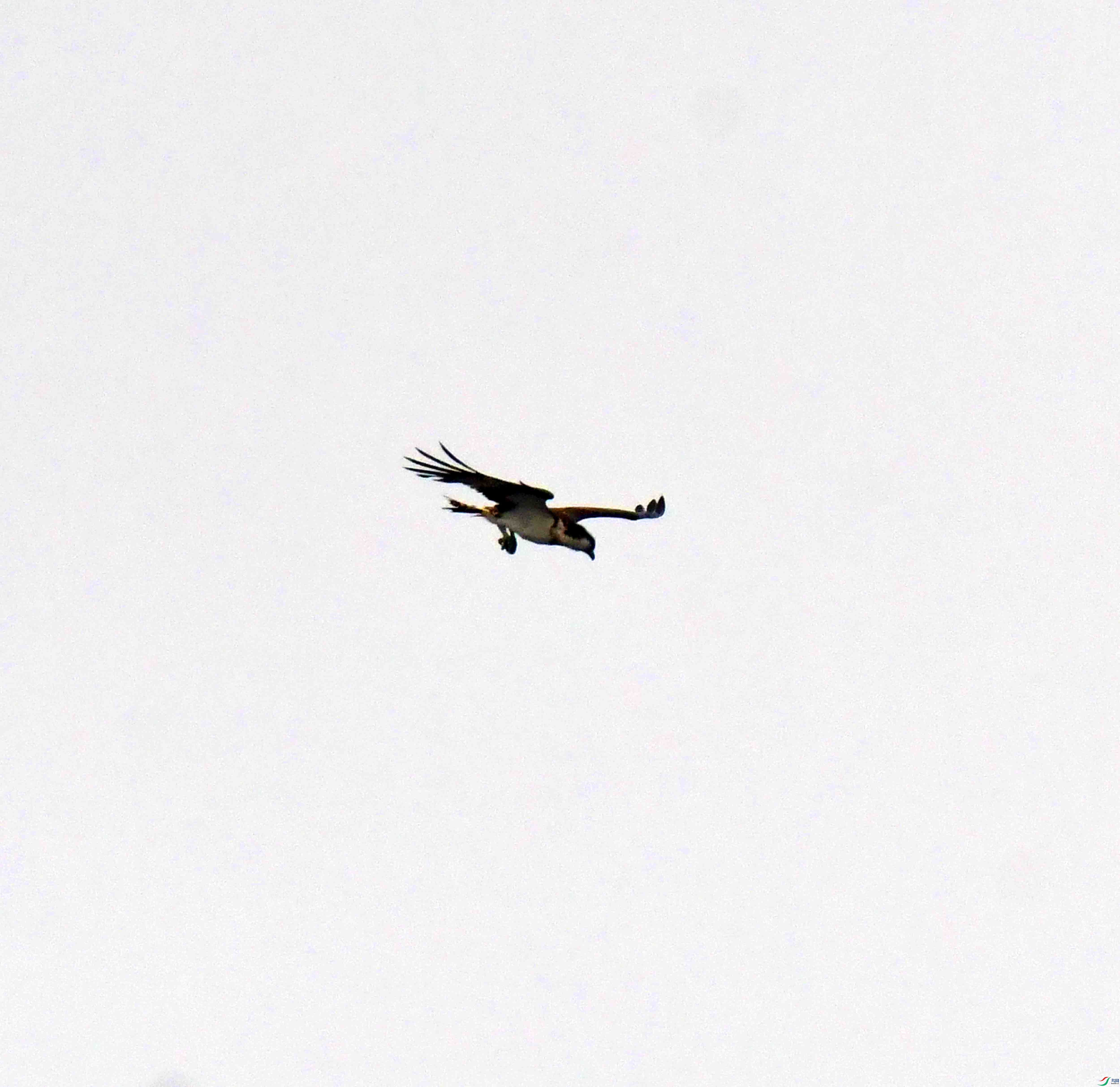 DSC_9343.JPG