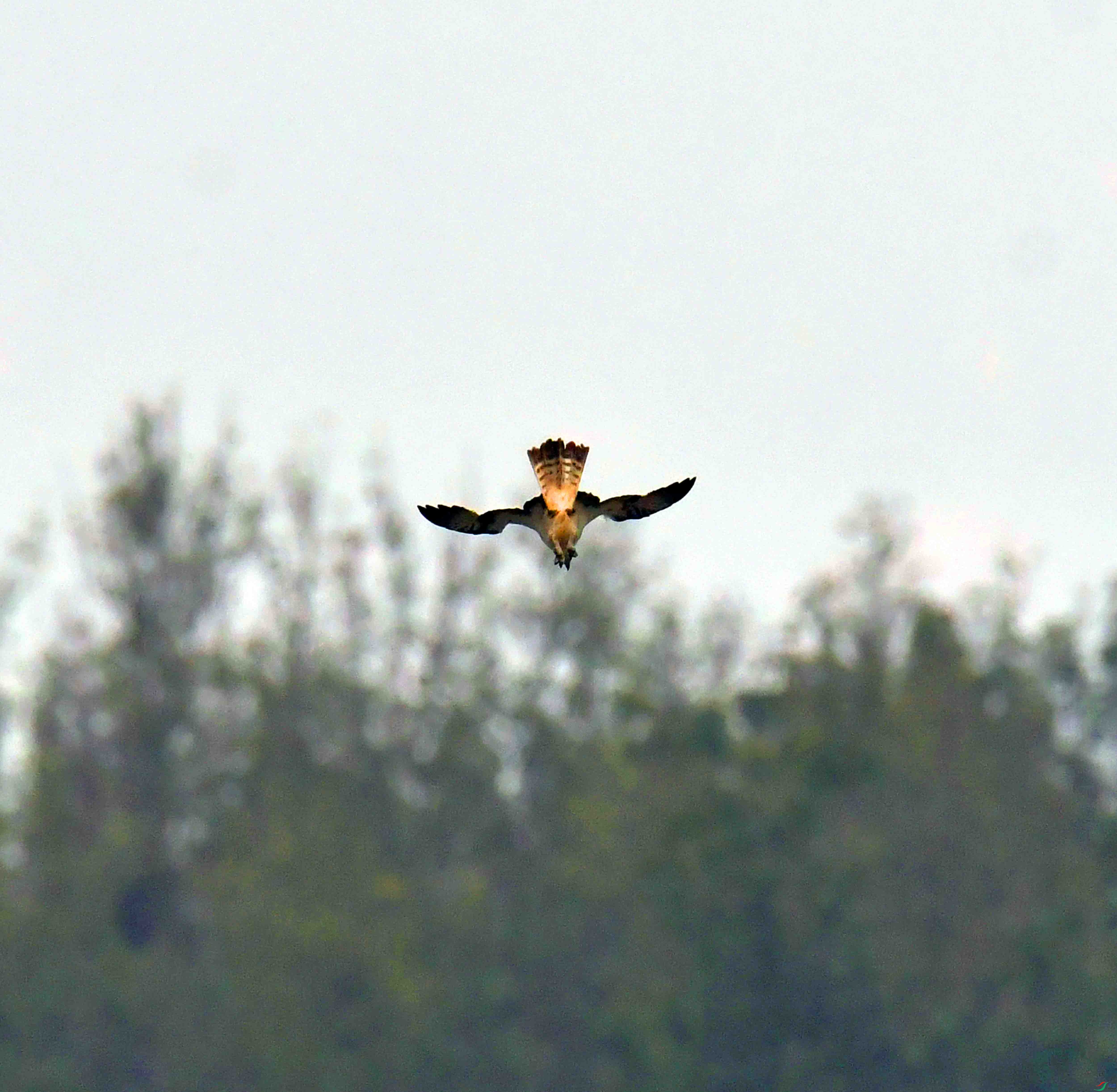 DSC_9349.JPG