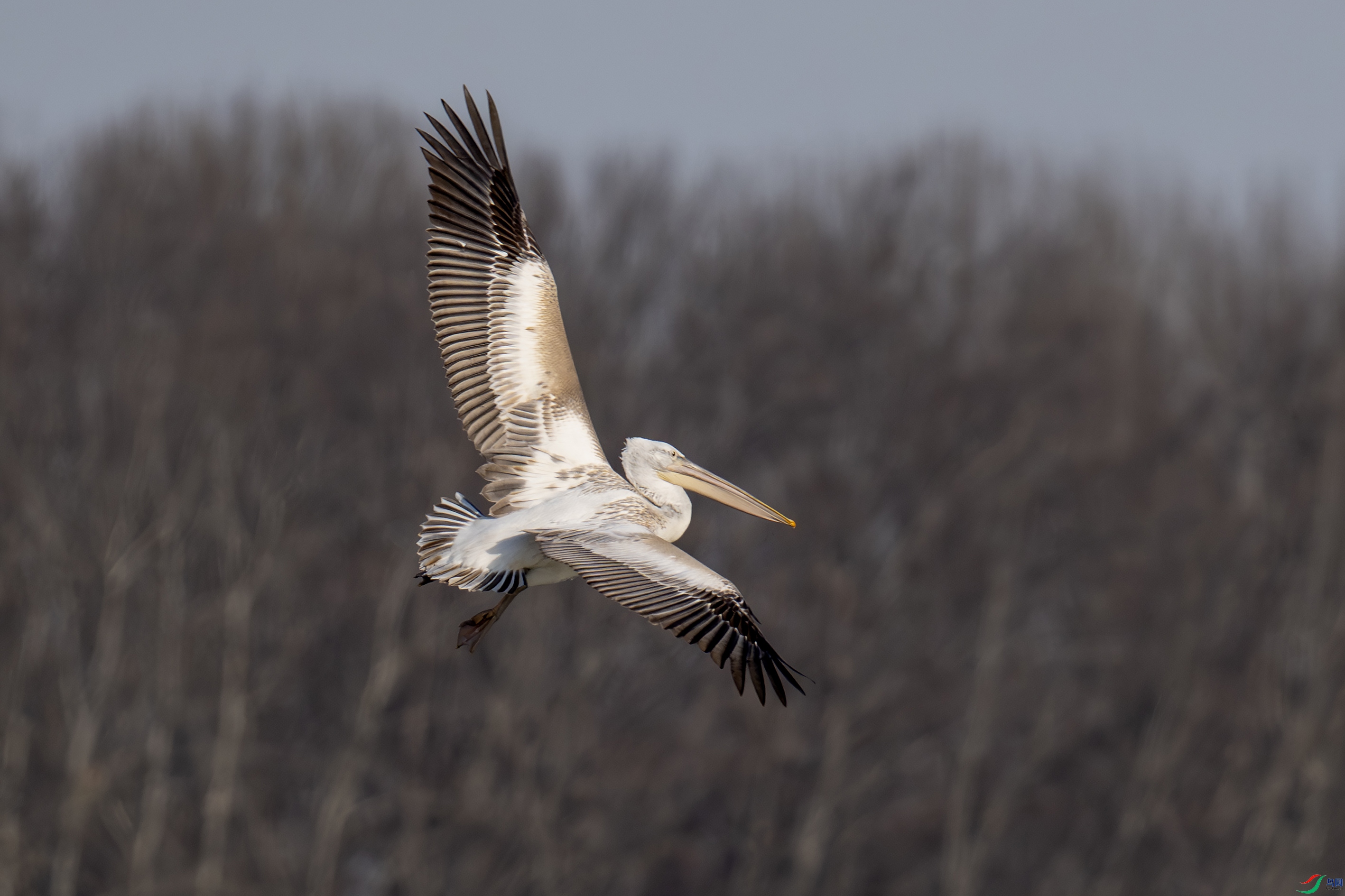 DSC_7746-����.jpg