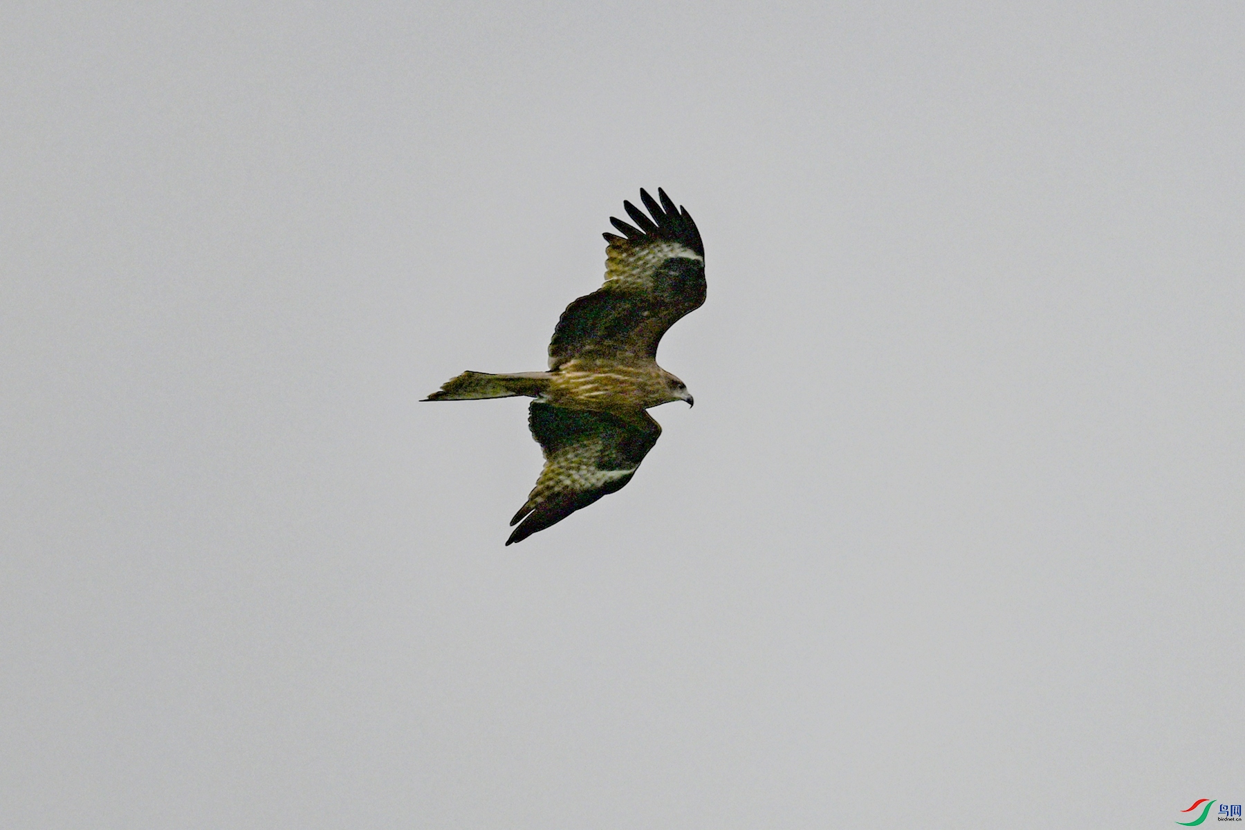DSC_5871.JPG
