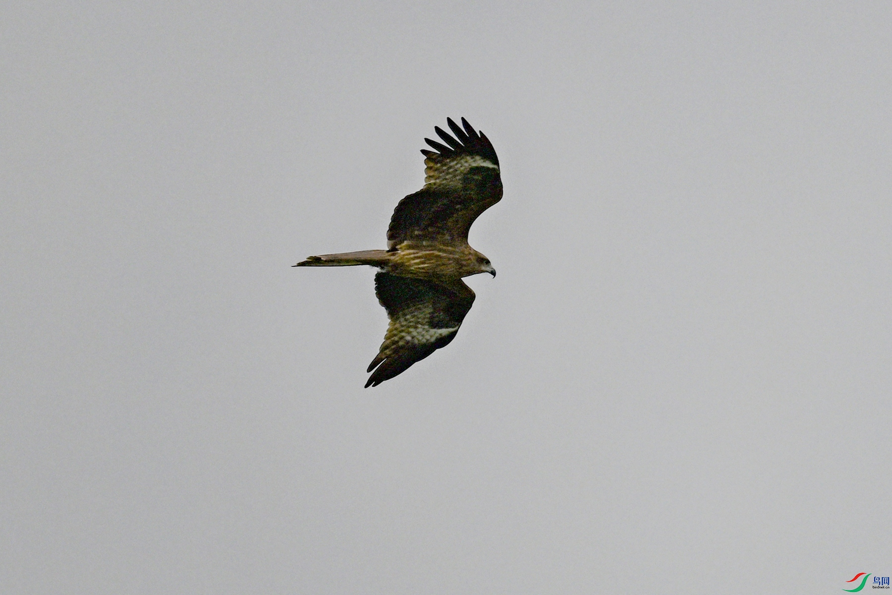 DSC_5870.JPG