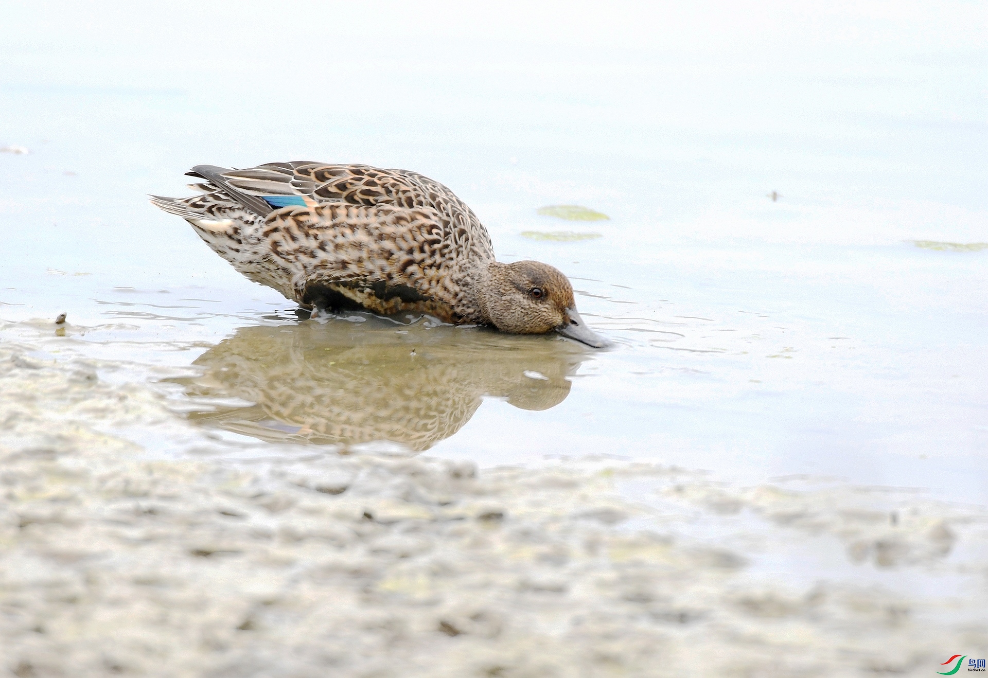 DSC_5953.jpg