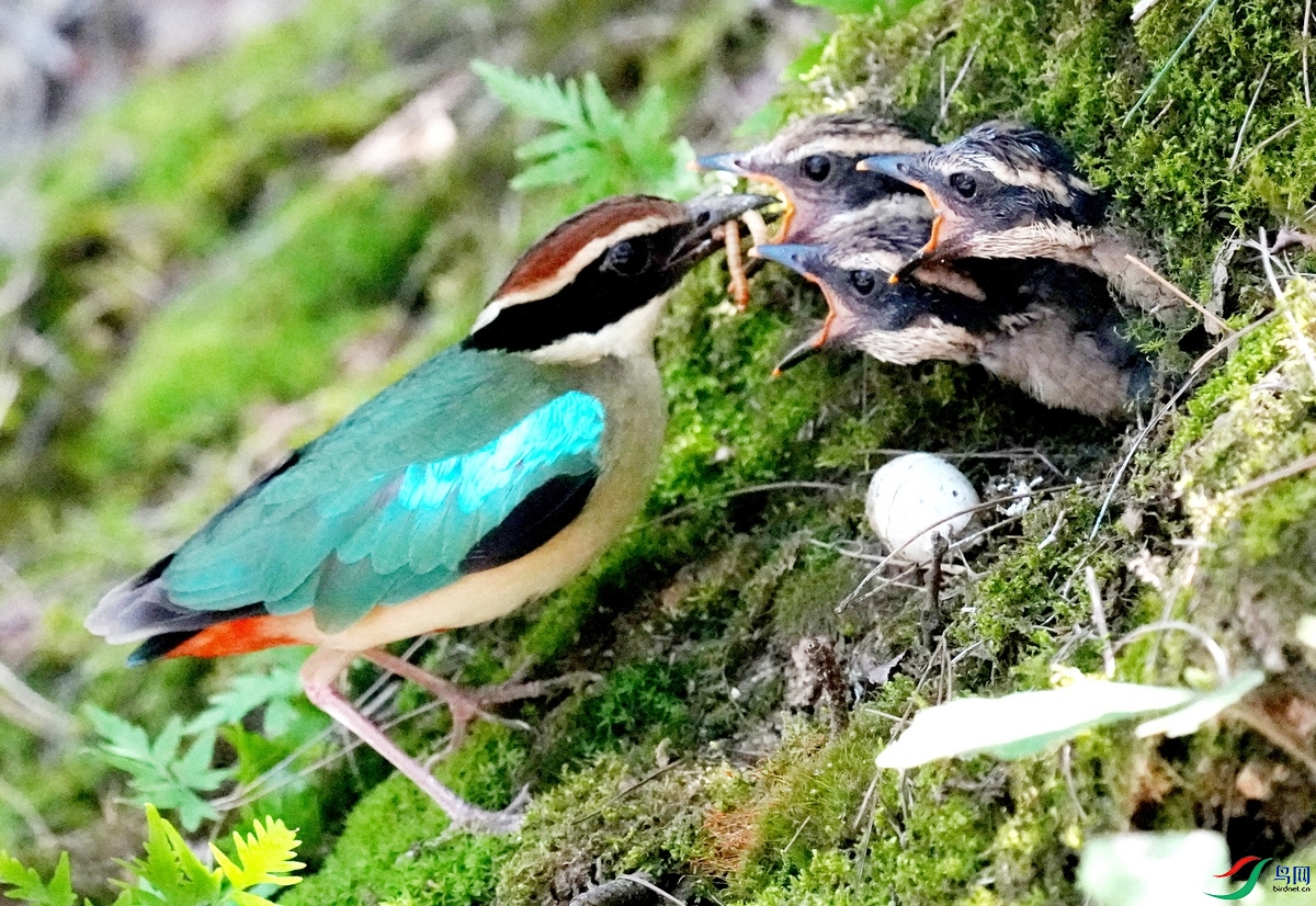 �ɰ�ɫ����������