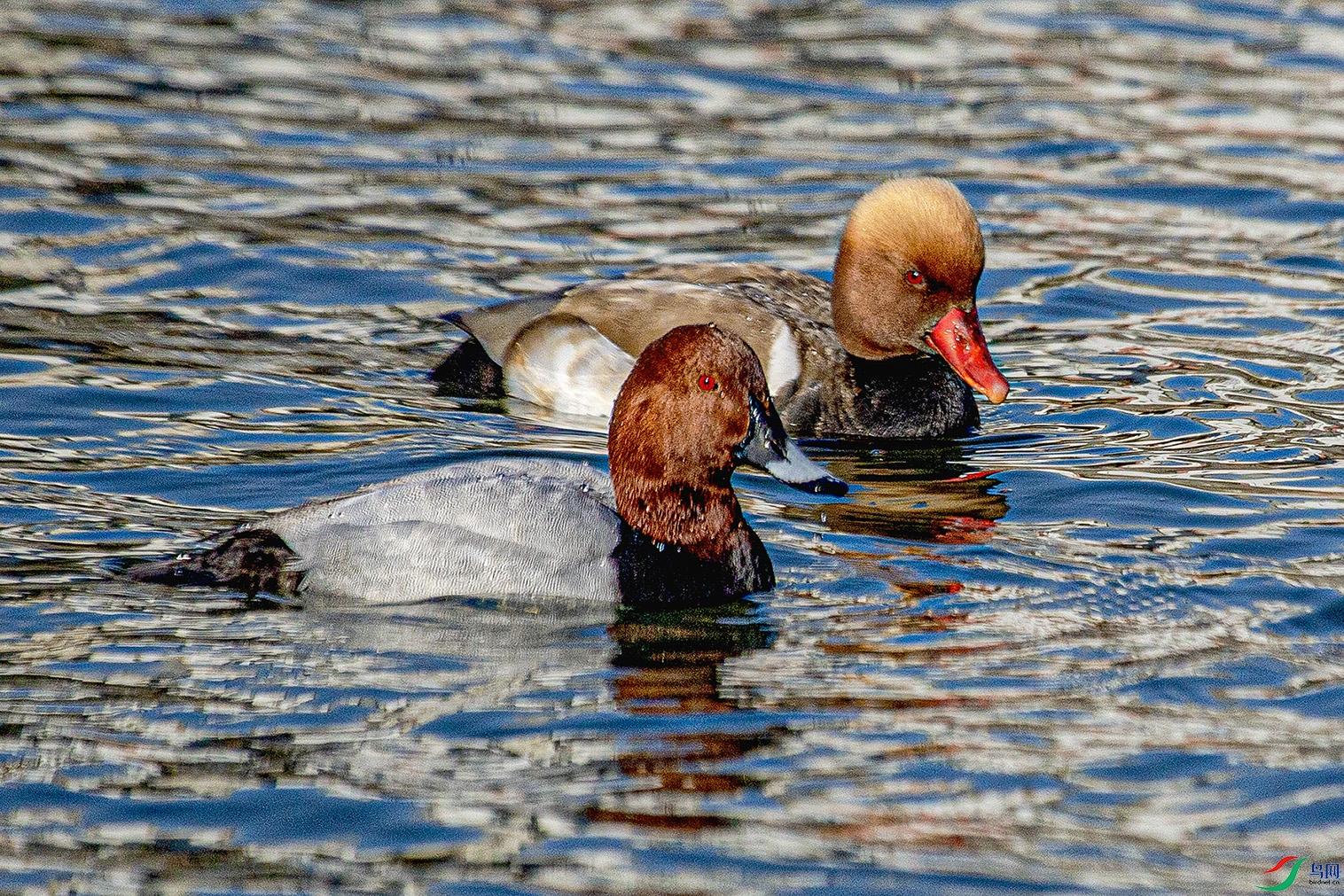 _MG_8427 ���� 2.jpg