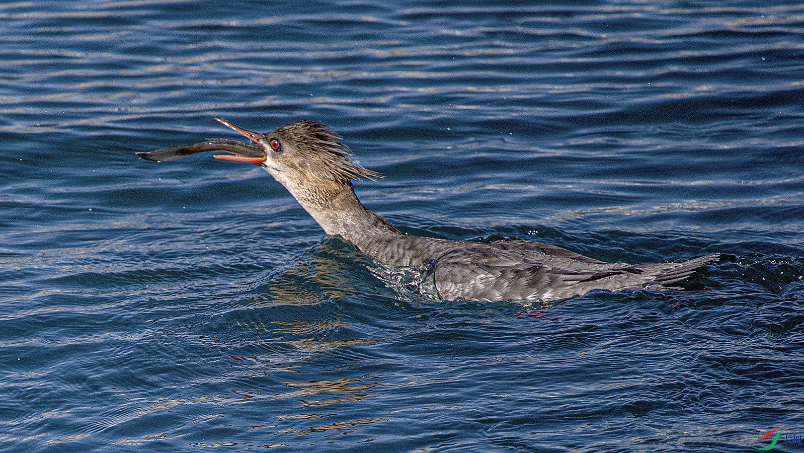 _MG_2983 ���� 2.jpg