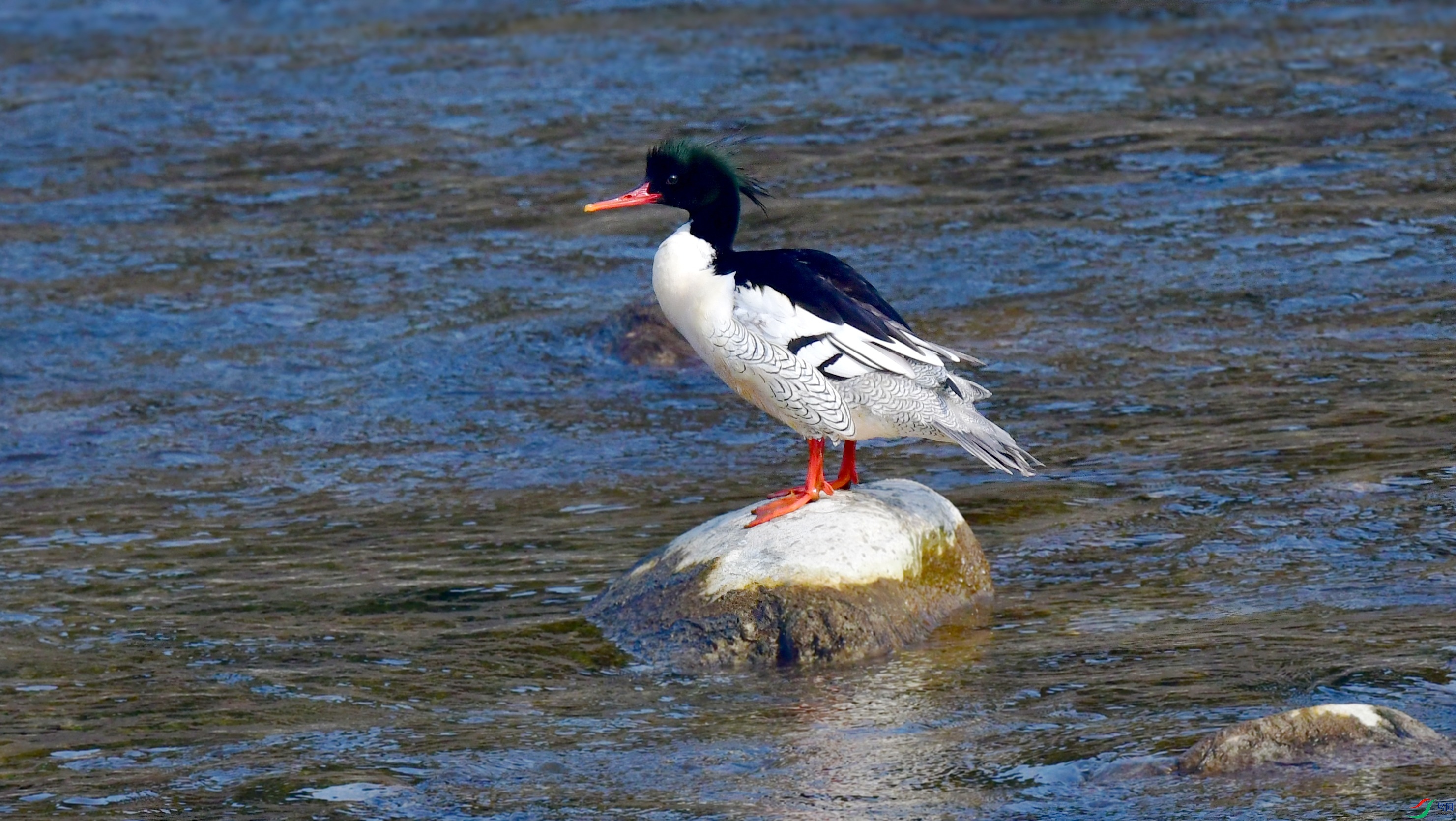 DSC_0085_conew2.jpg