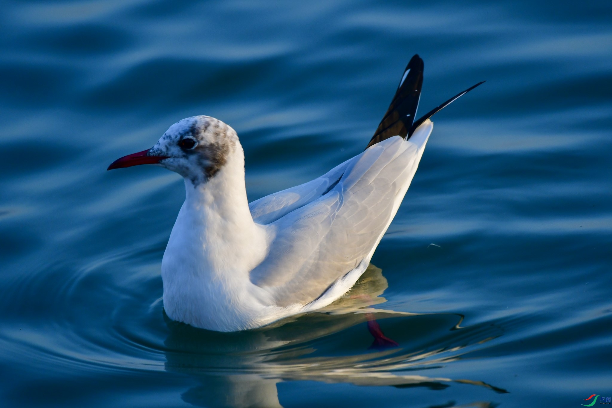 DSC_3059 ���� - 2K JPEG.jpg