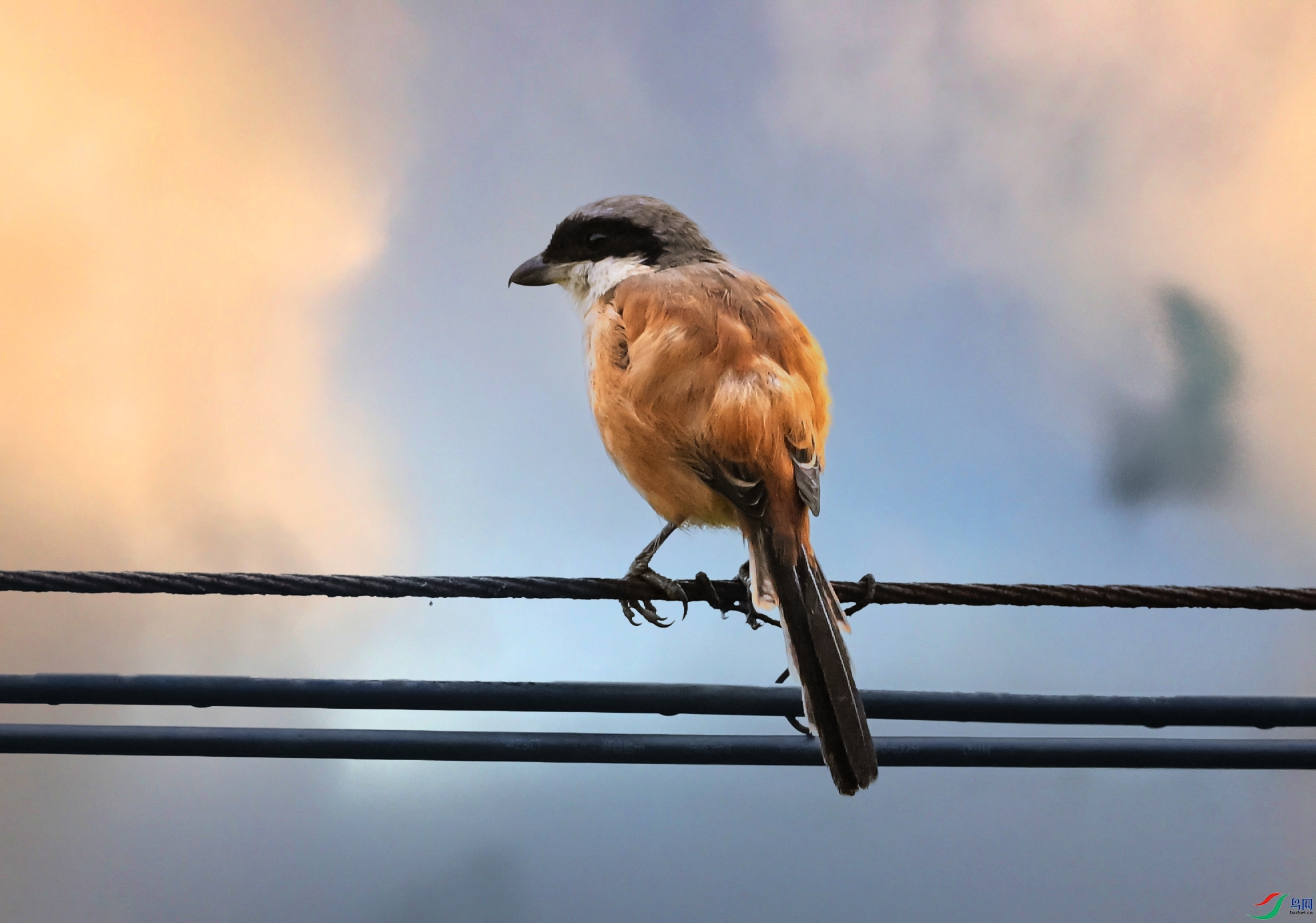 DSC_6264 ����_����.jpg