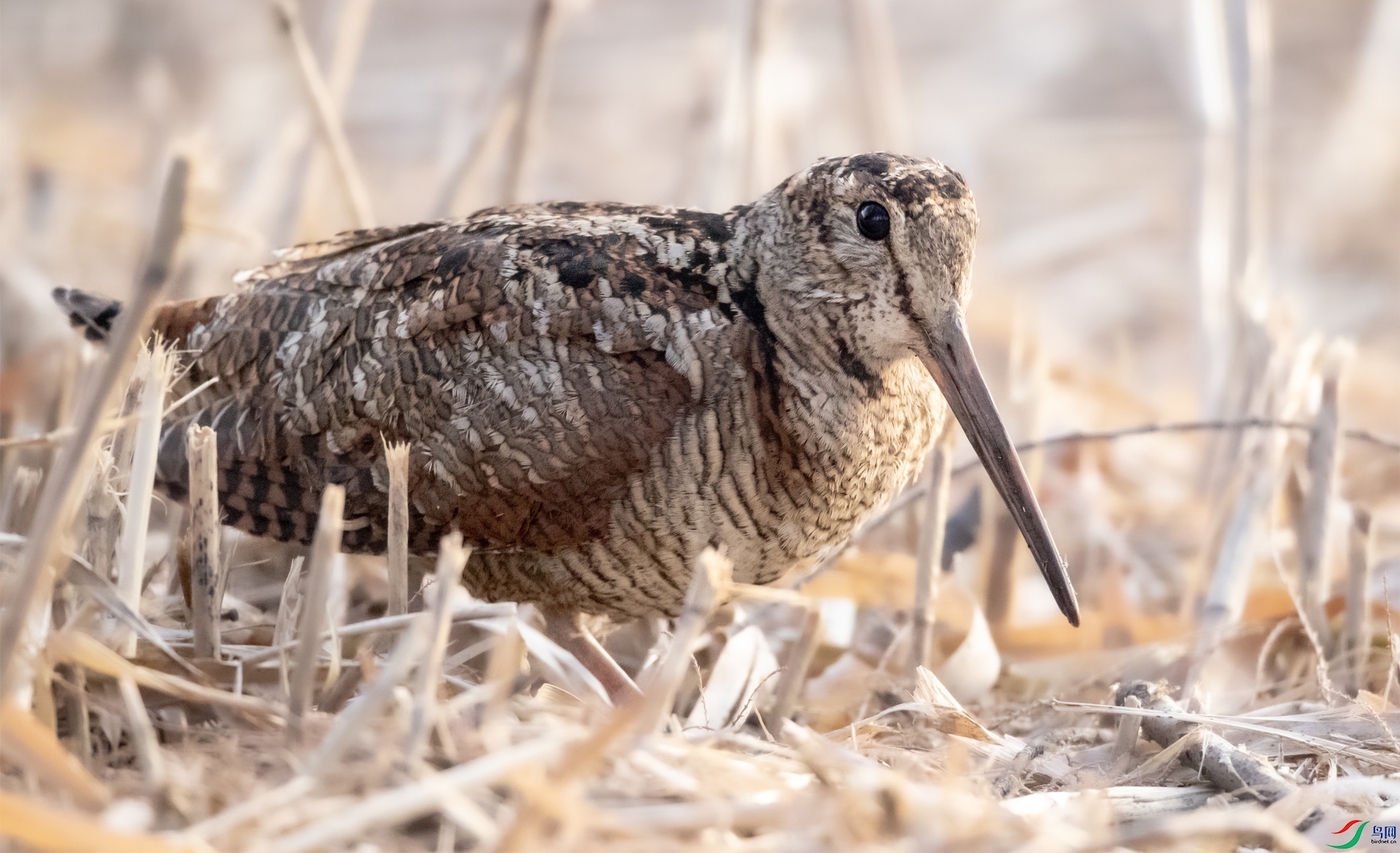 B26I8325 ����001.jpg