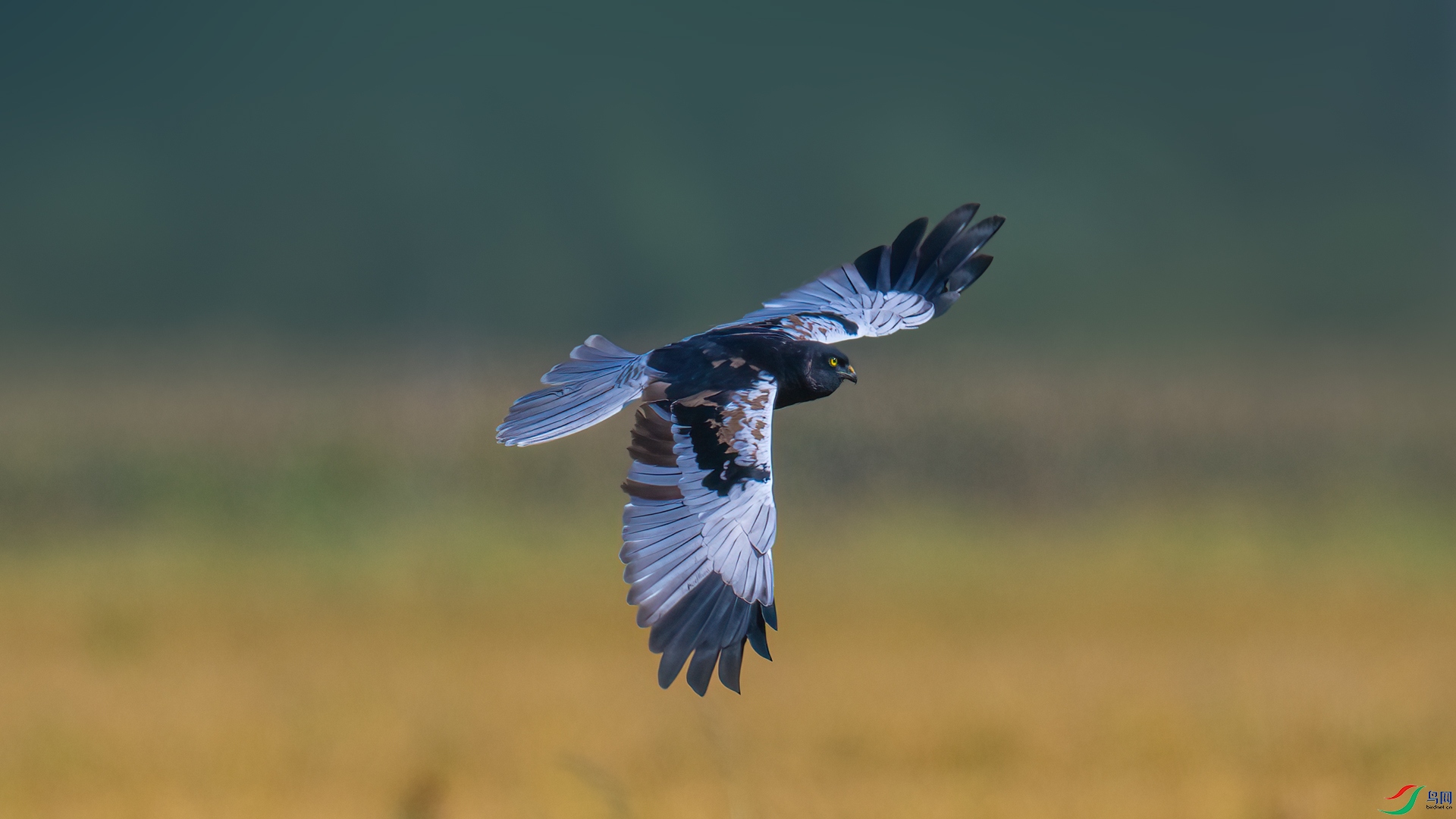 _DSC3168-1xx.jpg