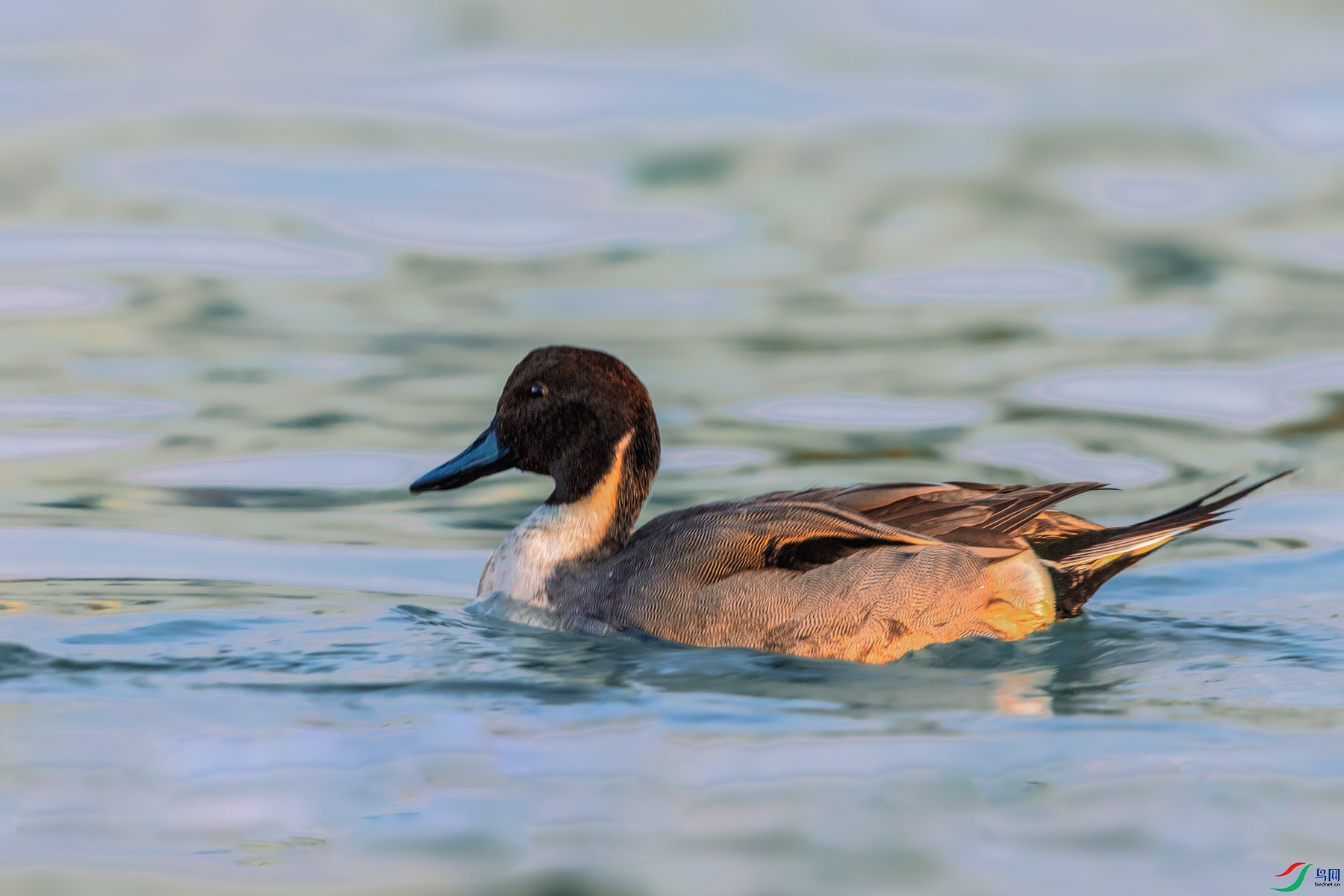 ��βѼ----���α�ˮ��