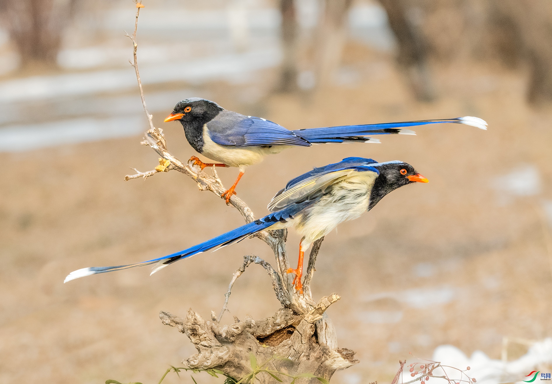 DSC_2936_��ͼ�� ����.jpg