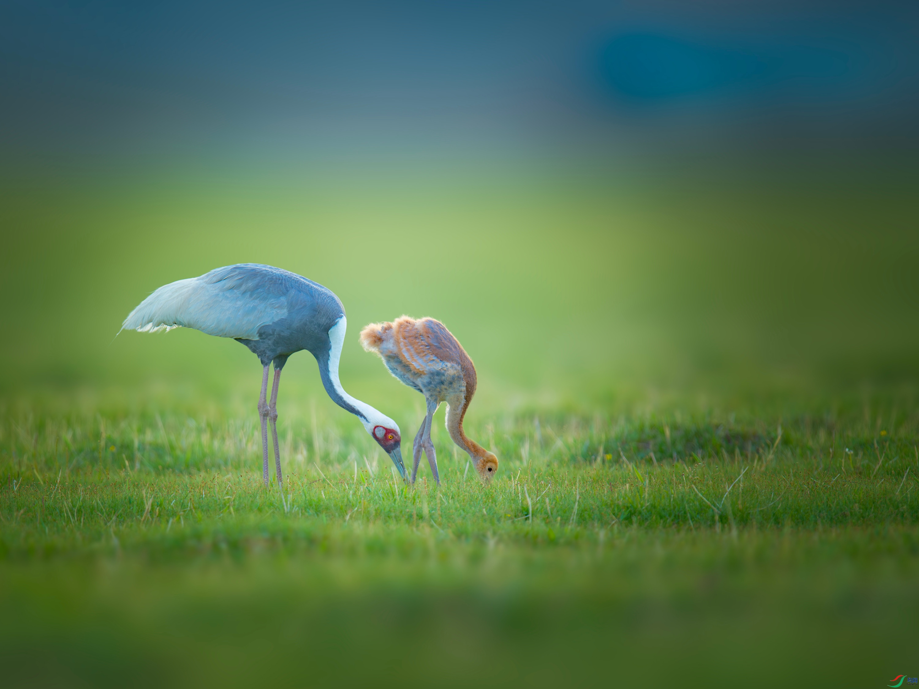 ������  (12).jpg