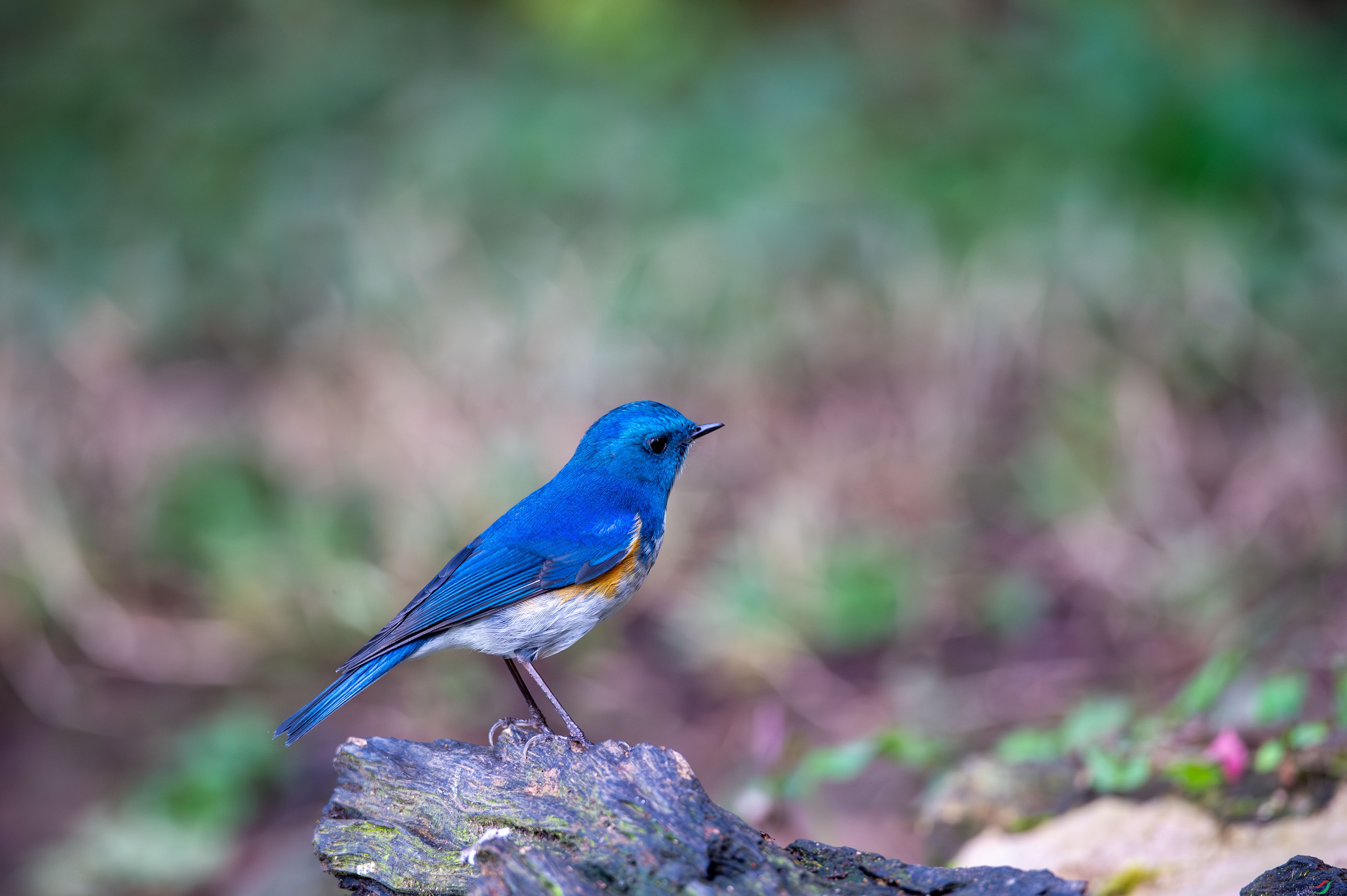 _DSC1085.jpg
