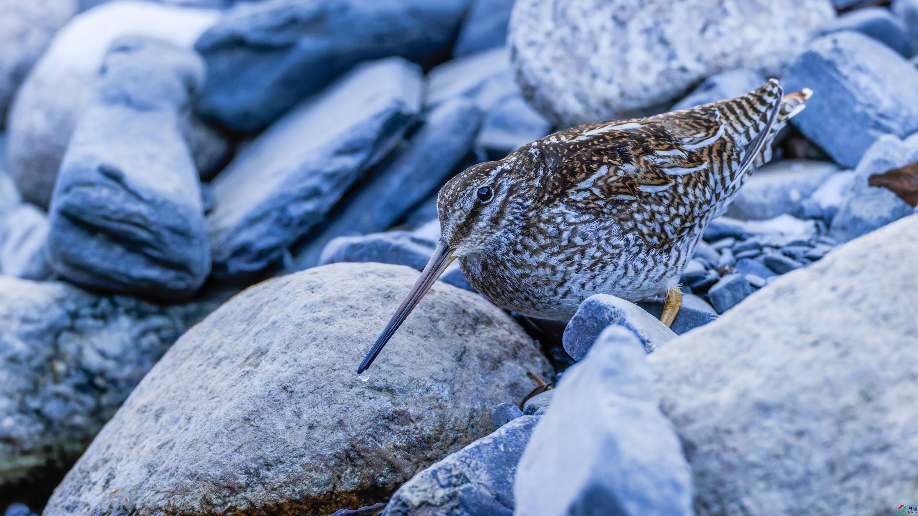 156A4207-DxO_DeepPRIME XD2s ����.jpg