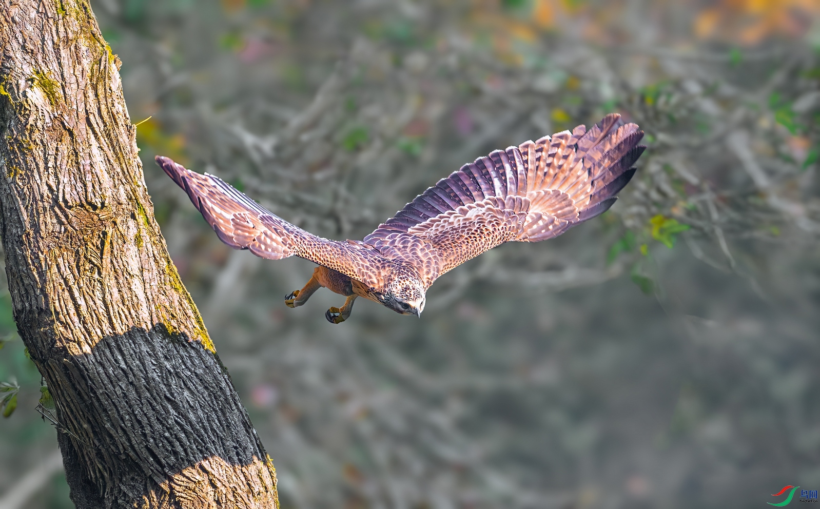 DSC_9508-����ǿ-NR ����01.jpg