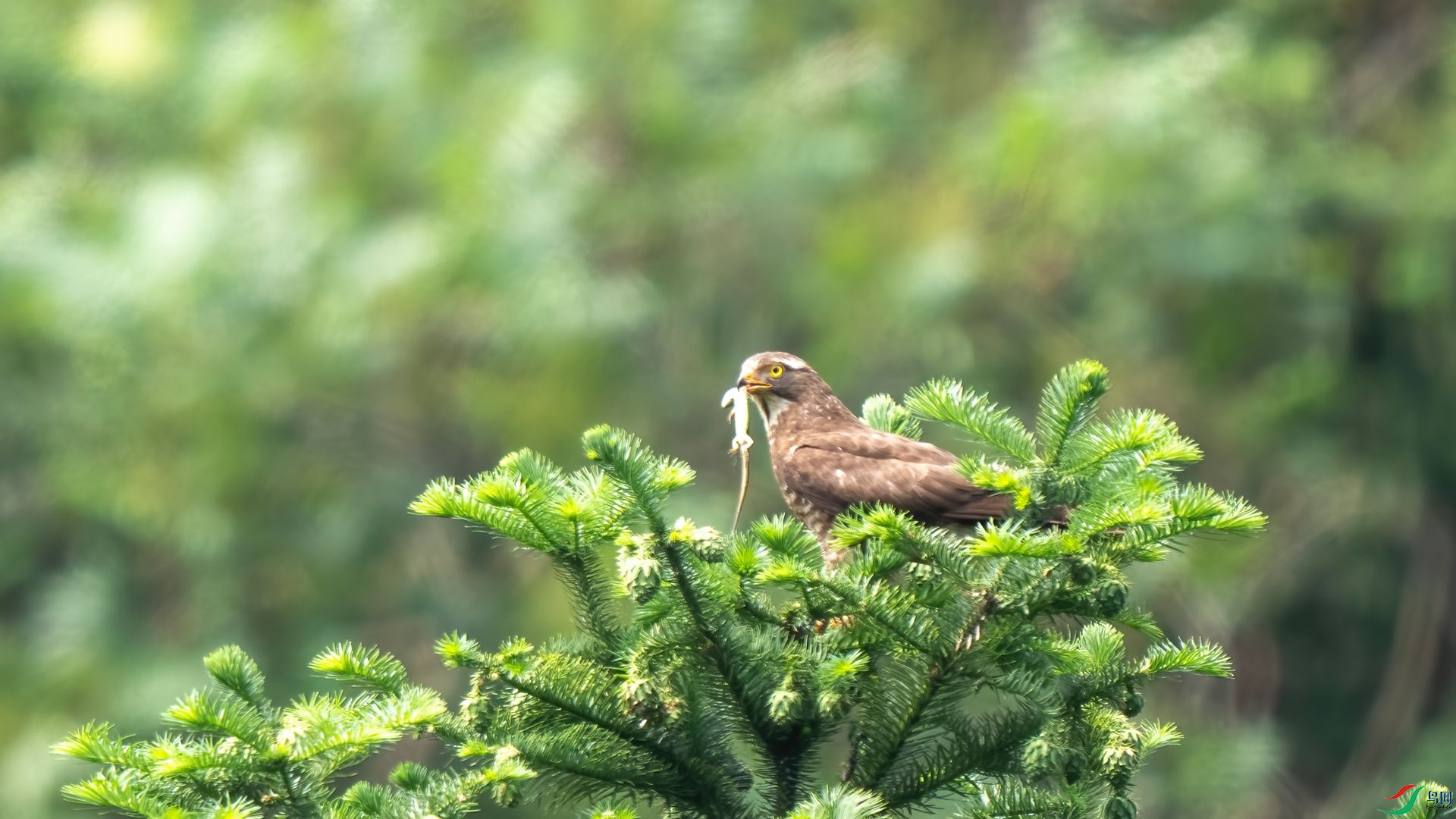 DSC05268 ����.jpg