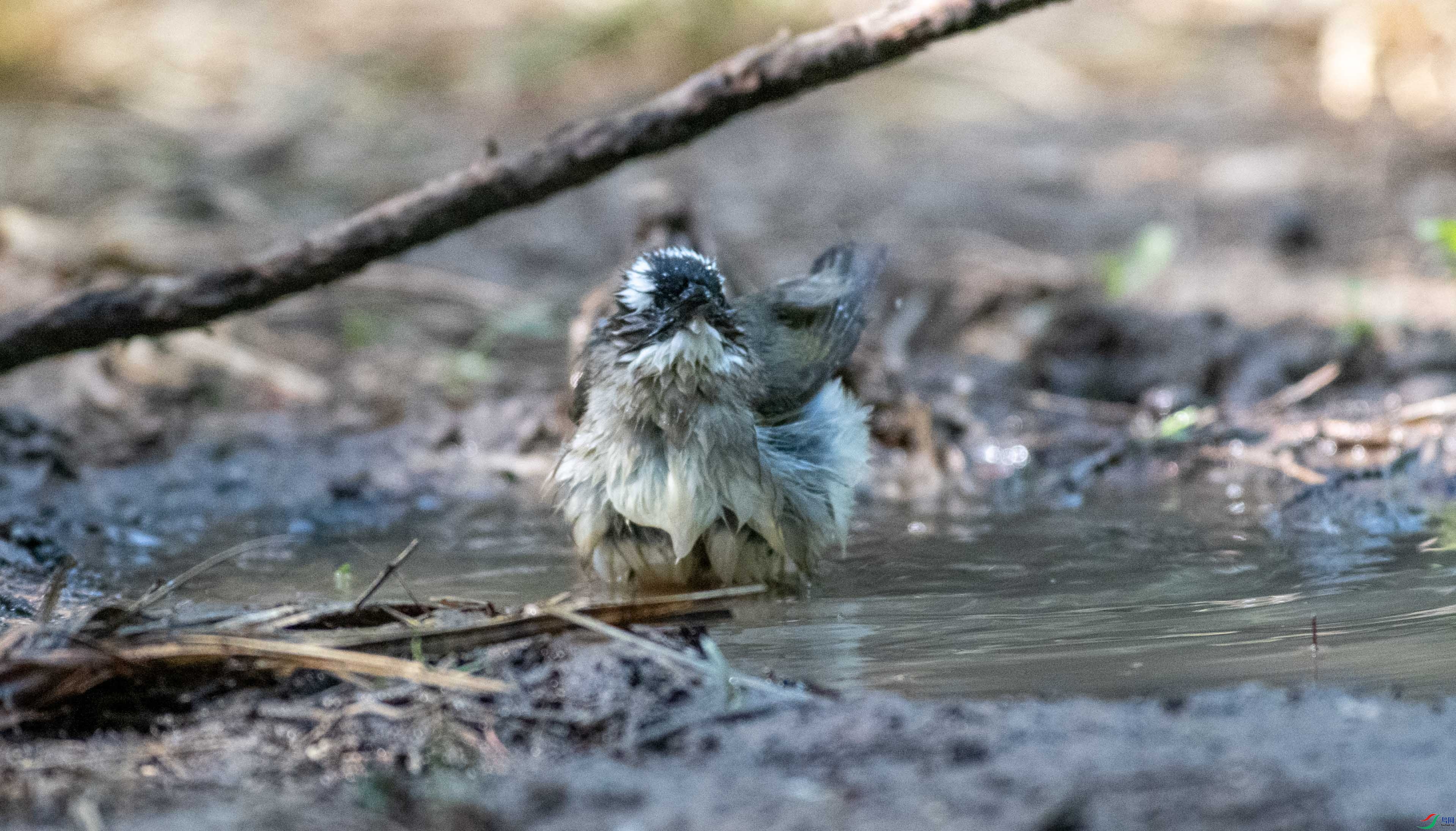 DSC_3171.jpg