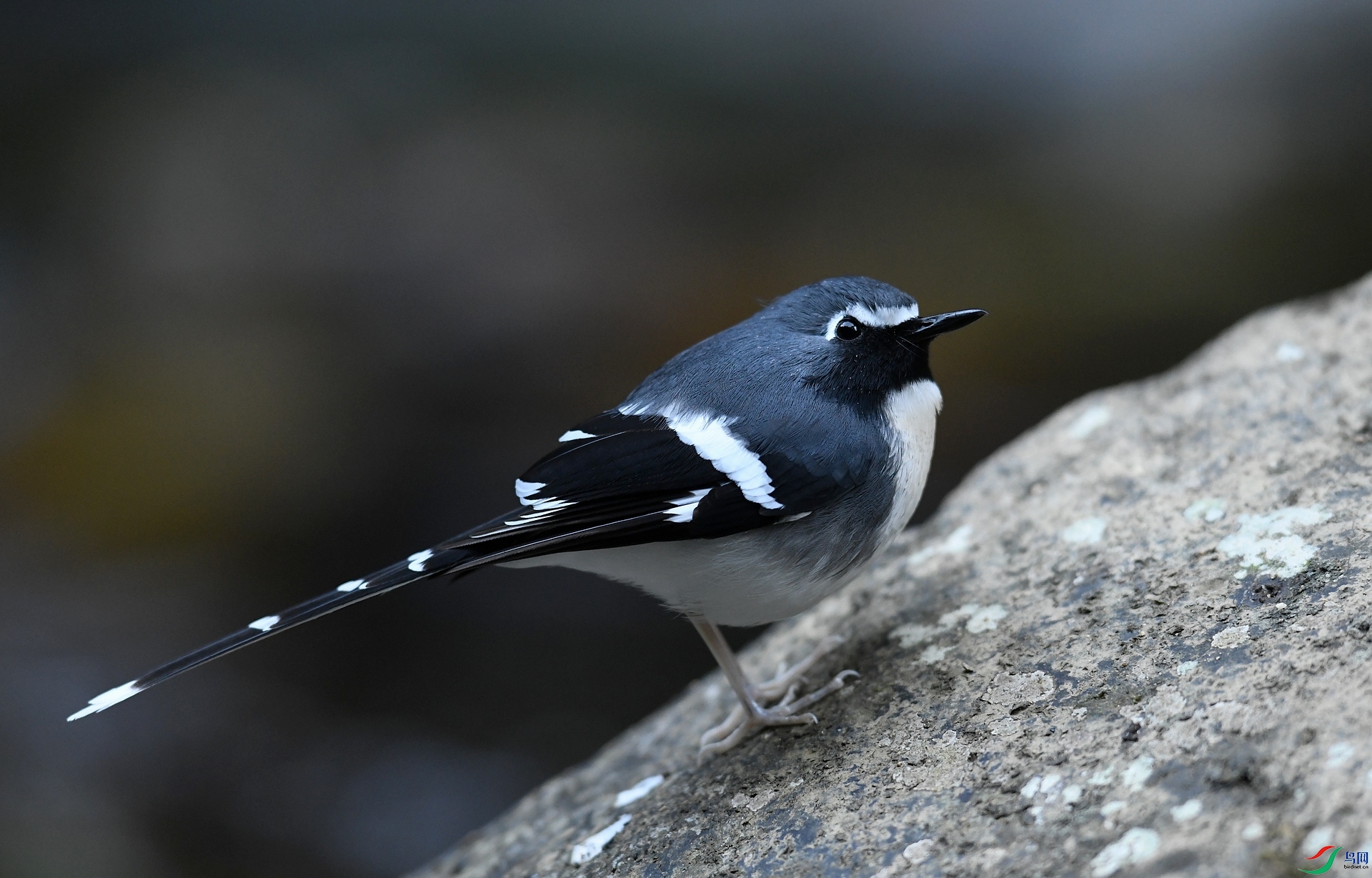 DSC_5525.jpg
