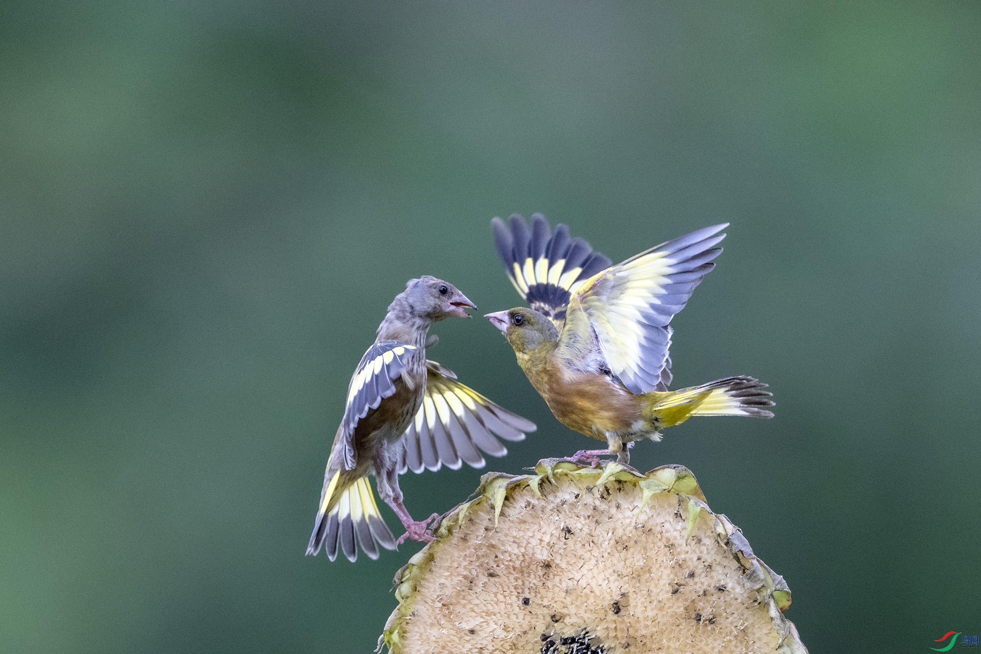 DSC_6772f.jpg