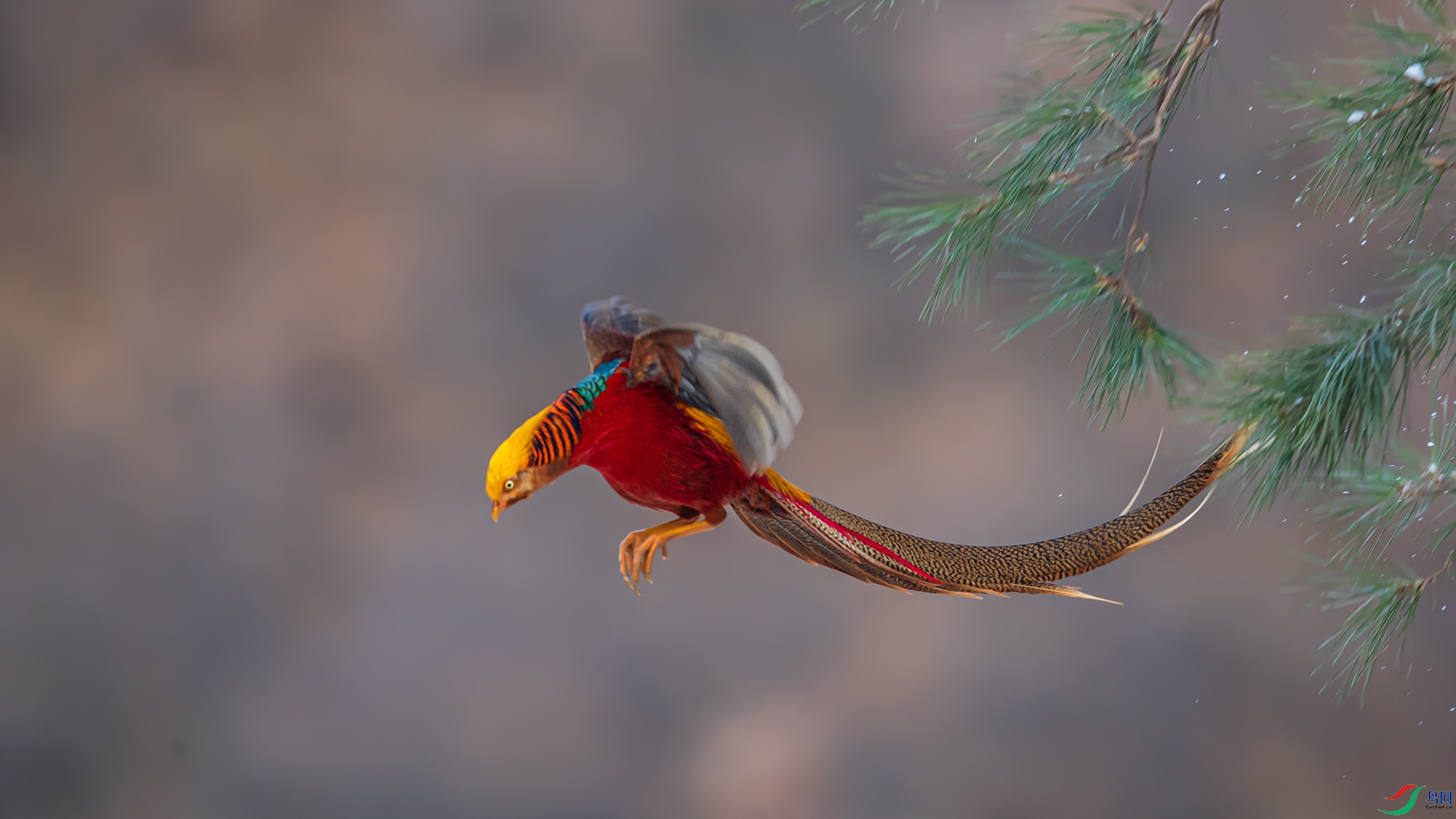 DSC_3129-1.jpg