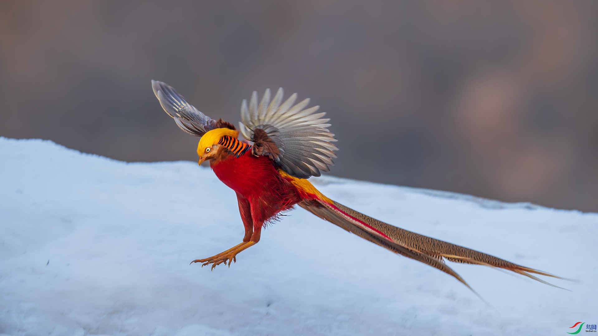 DSC_3131-1.jpg