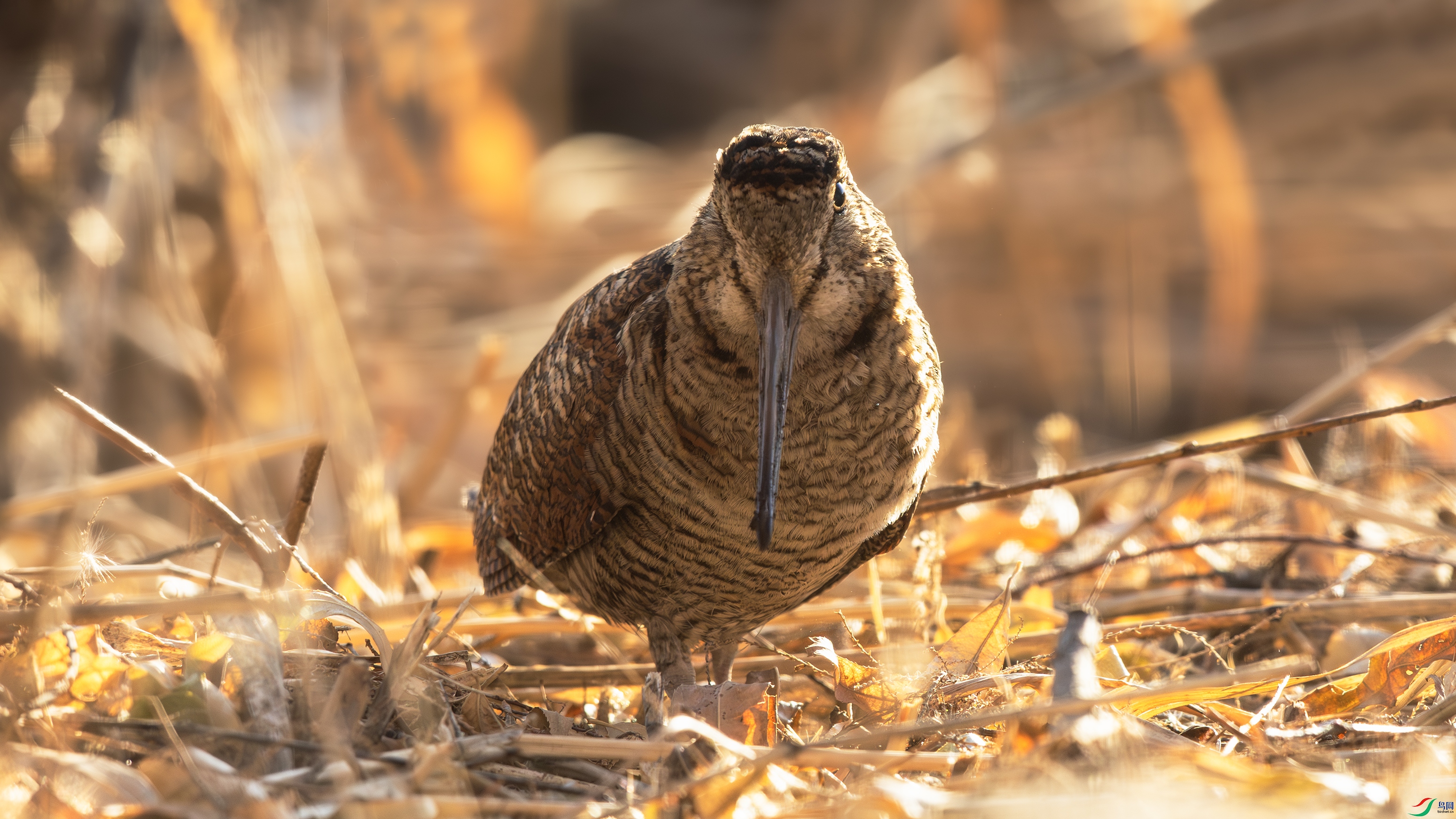 _O7A6636 ����444.jpg