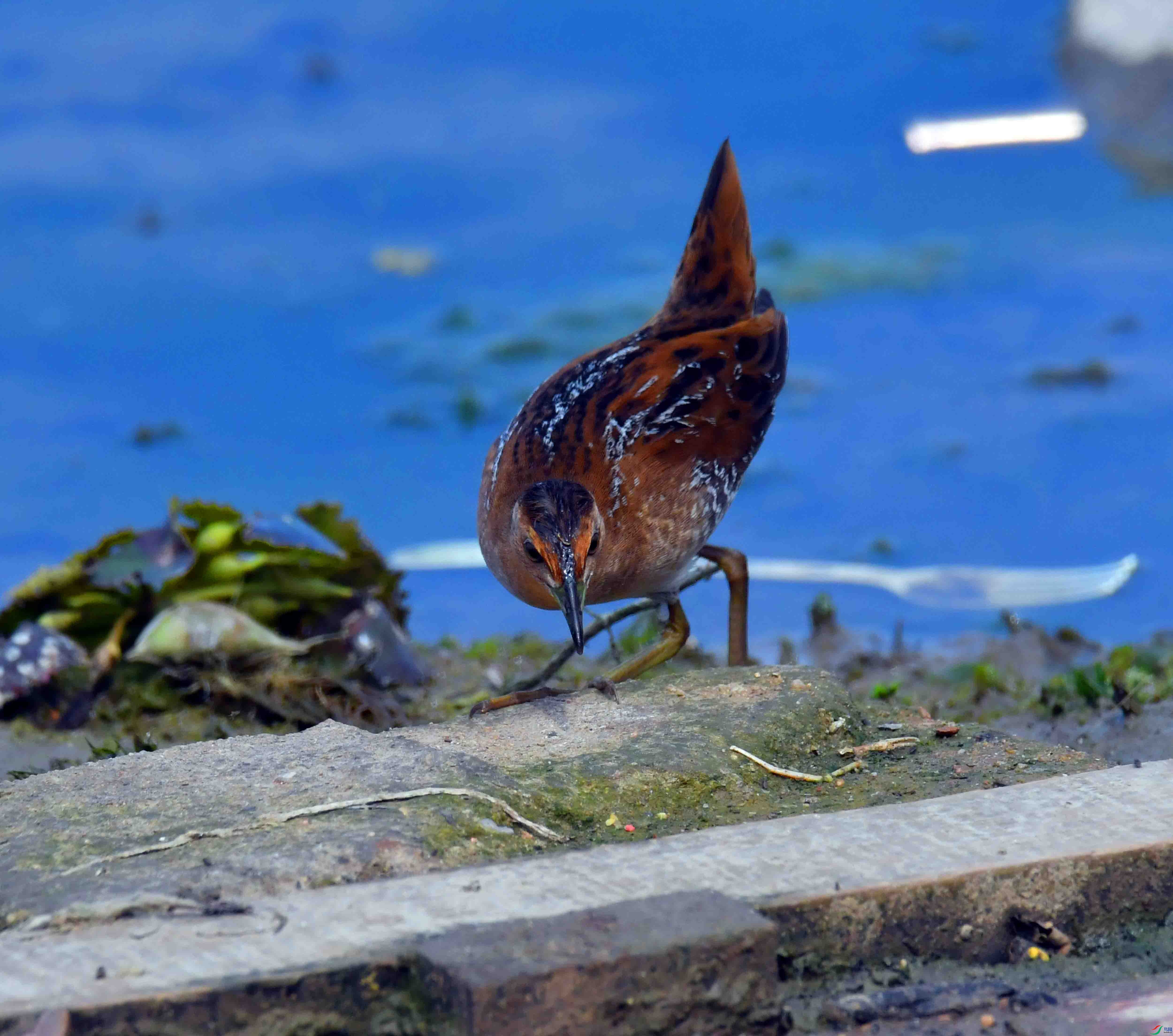 DSC_8136.JPG