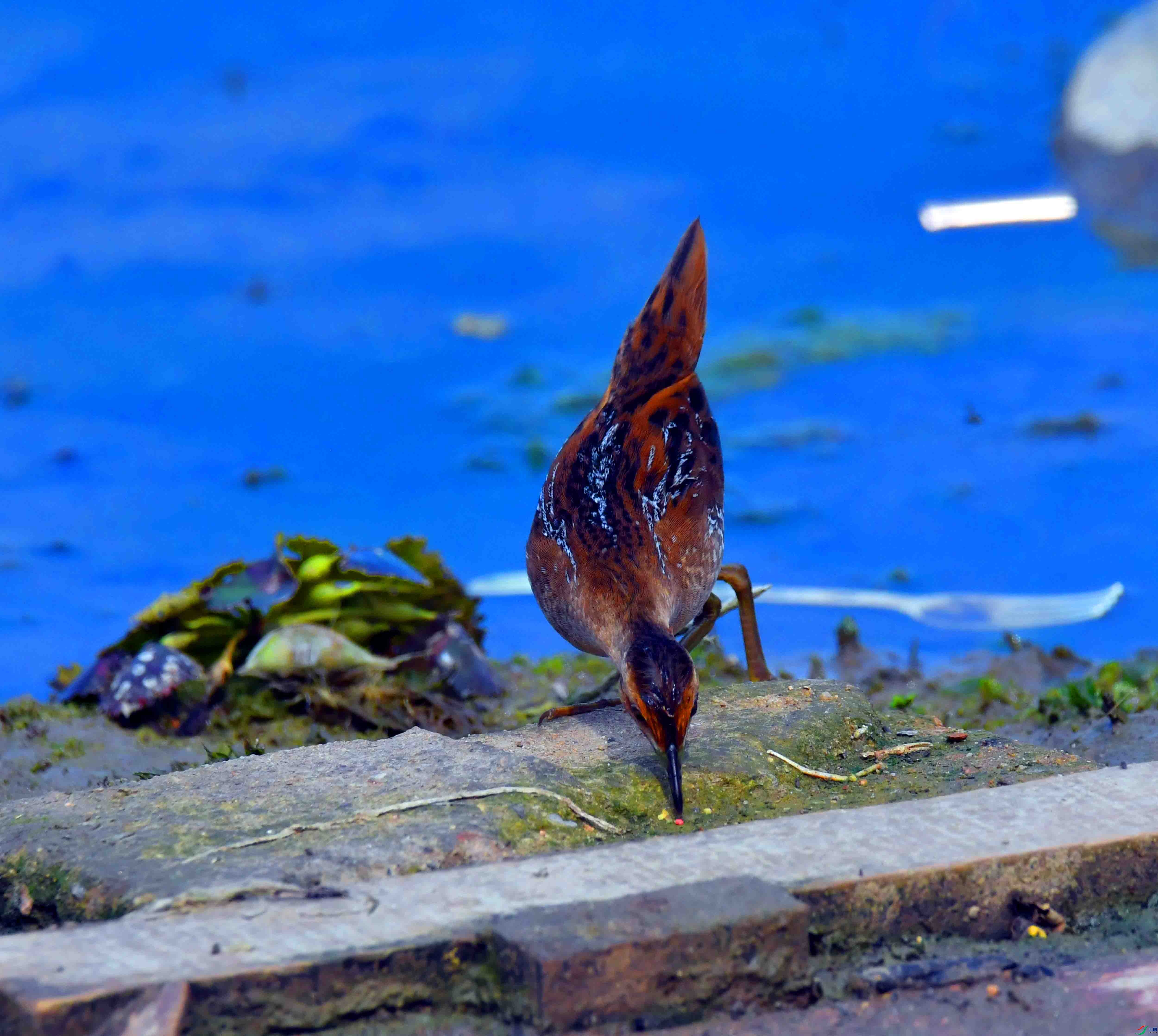 DSC_8138.JPG