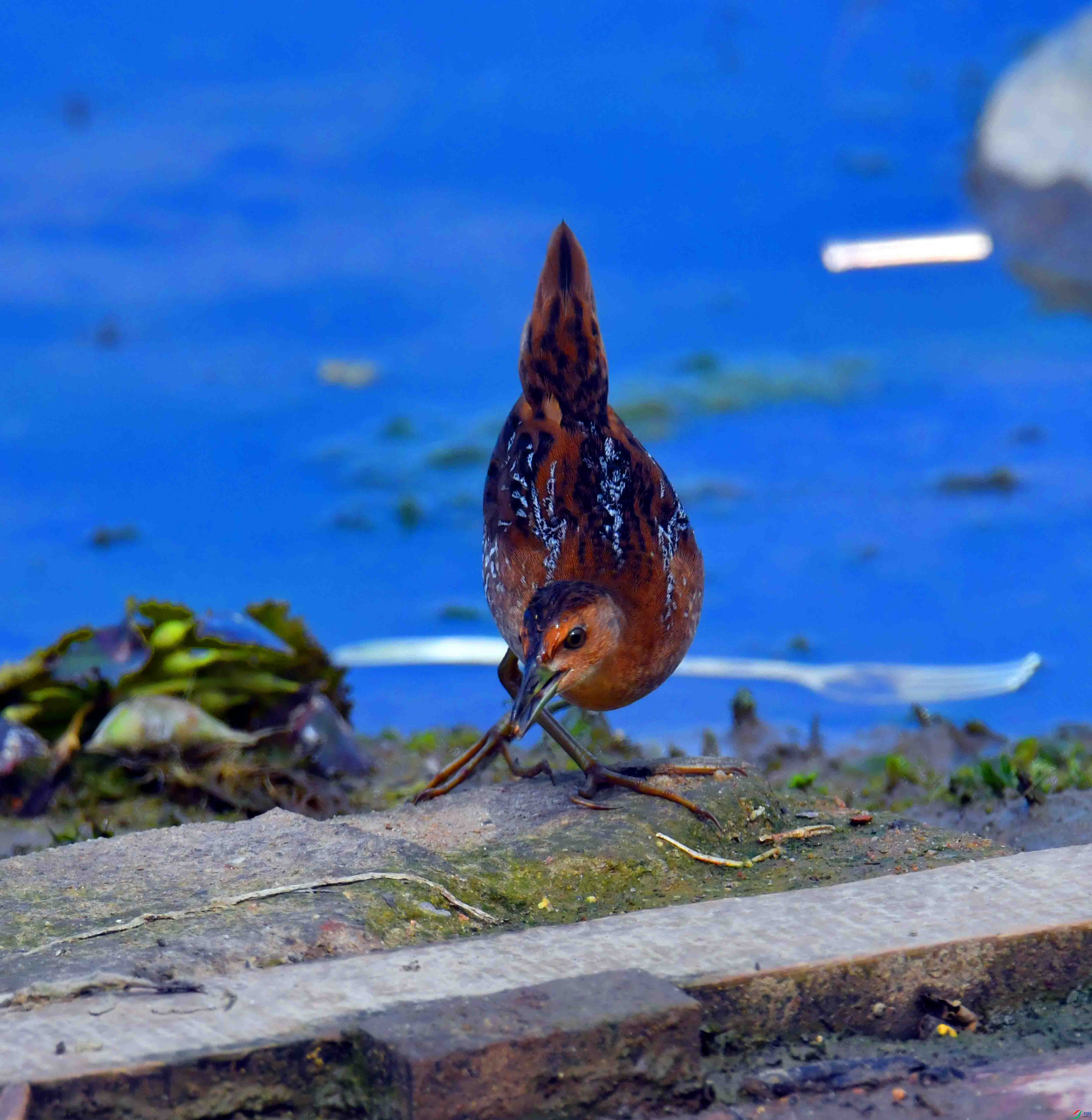 DSC_8154.JPG