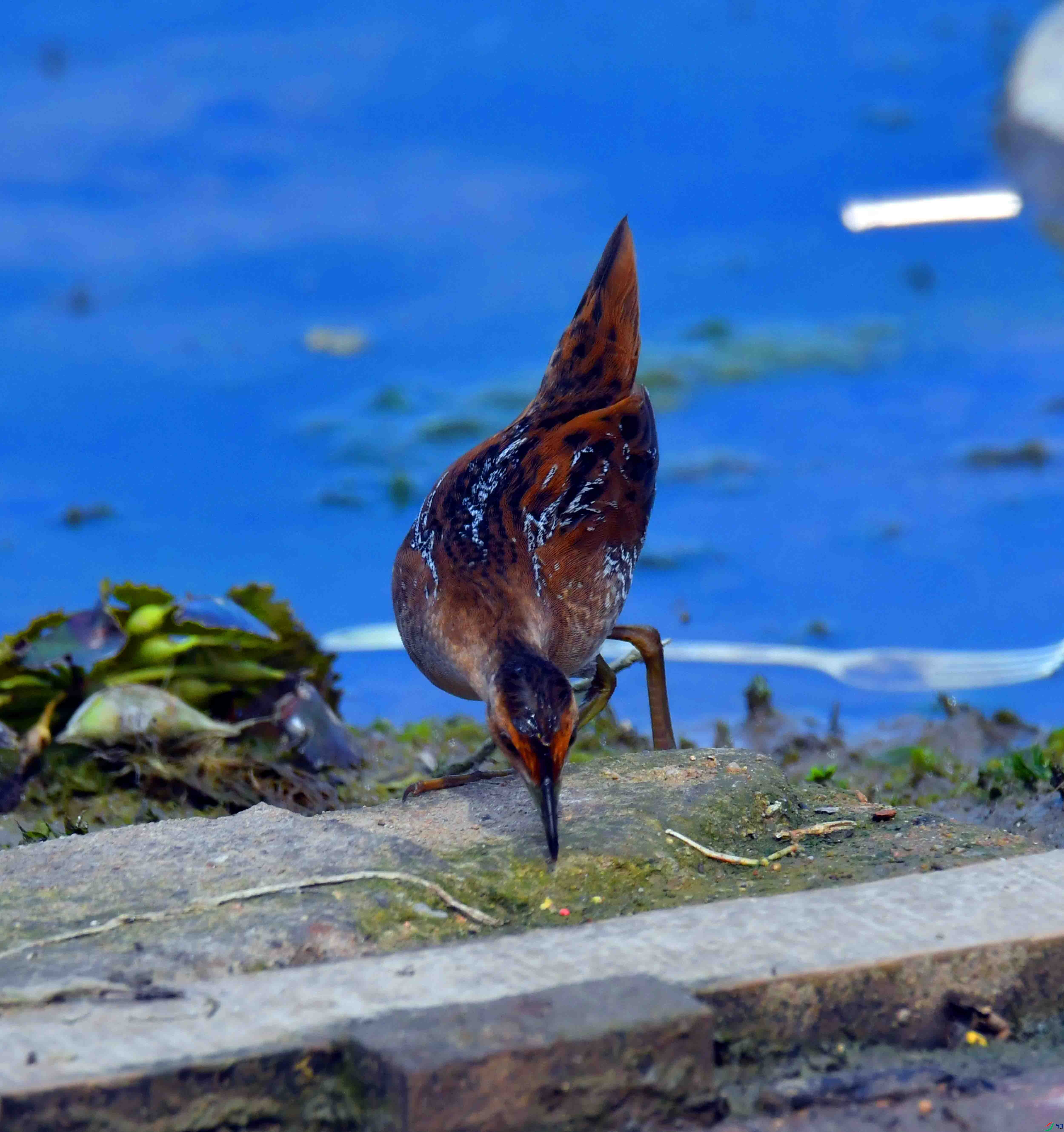 DSC_8137.JPG