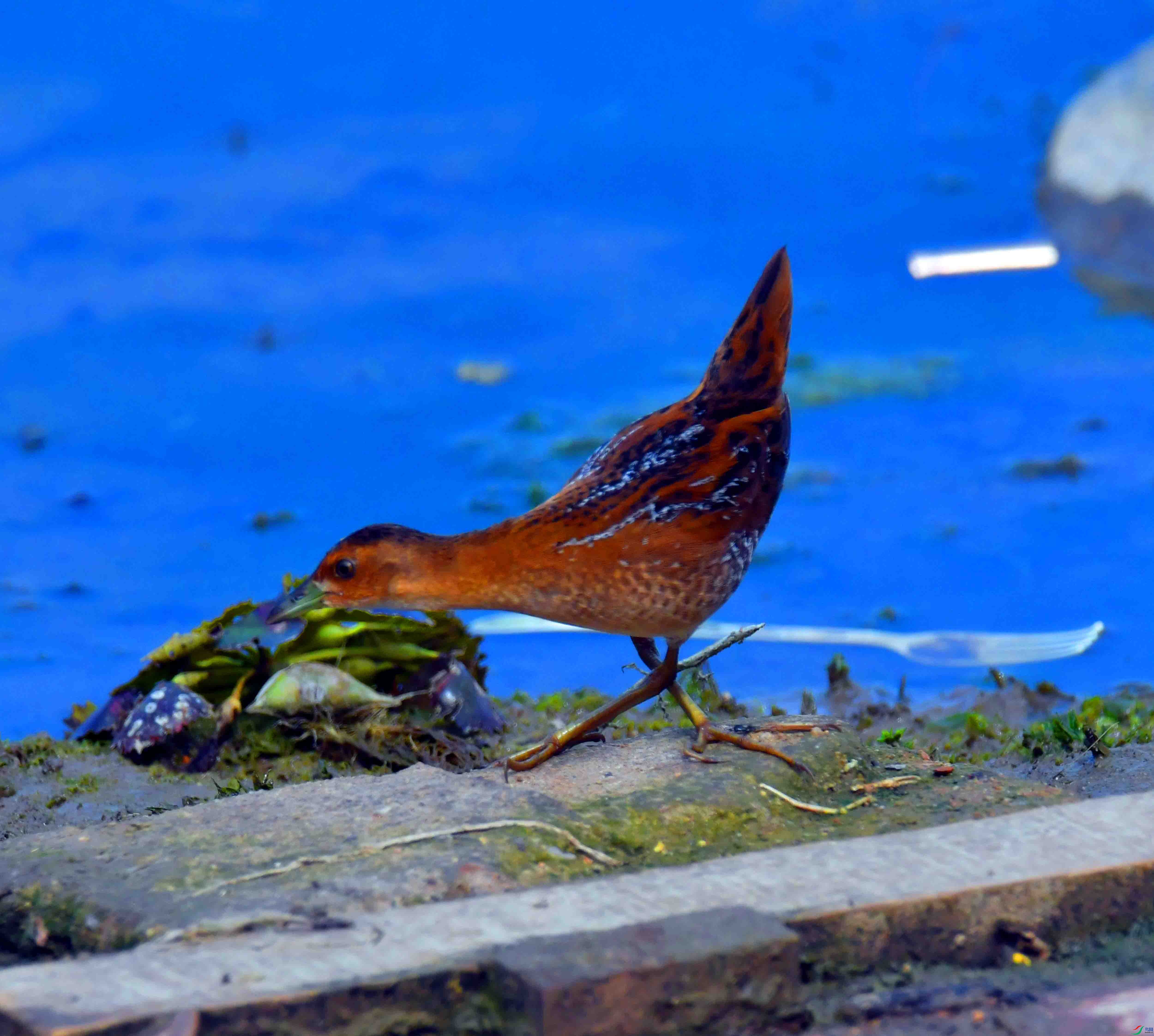 DSC_8157.JPG