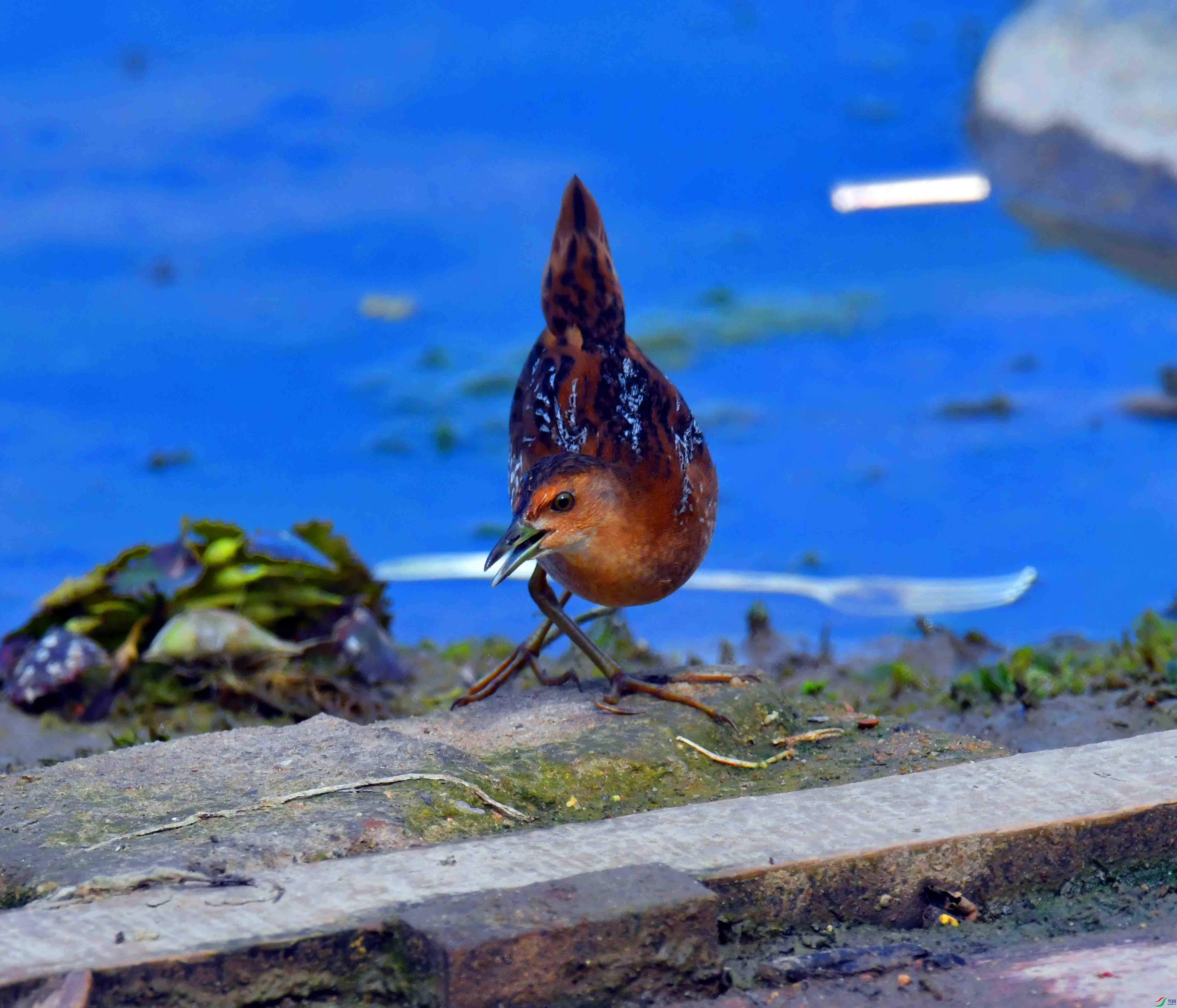 DSC_8156.JPG