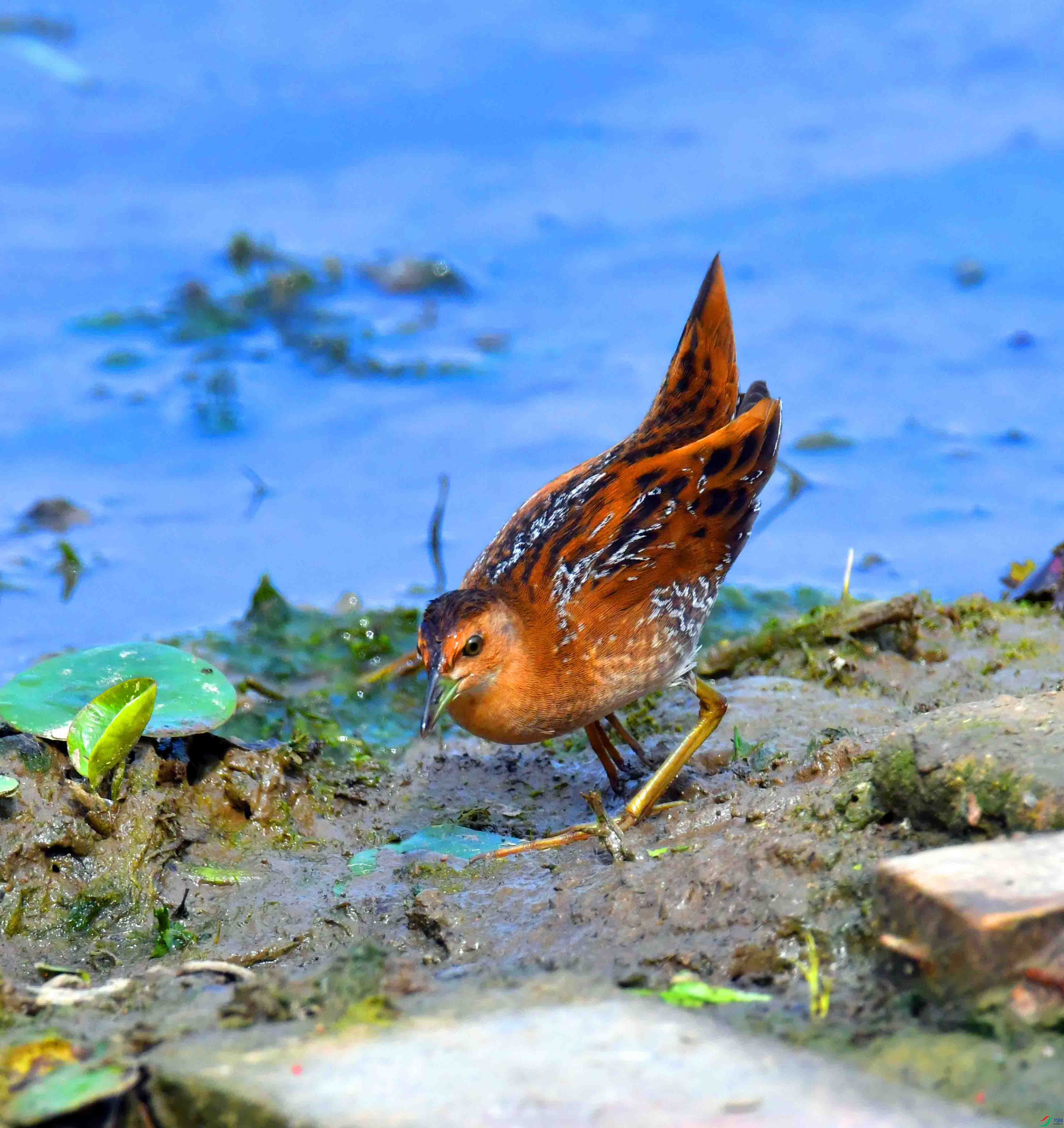DSC_8253.JPG