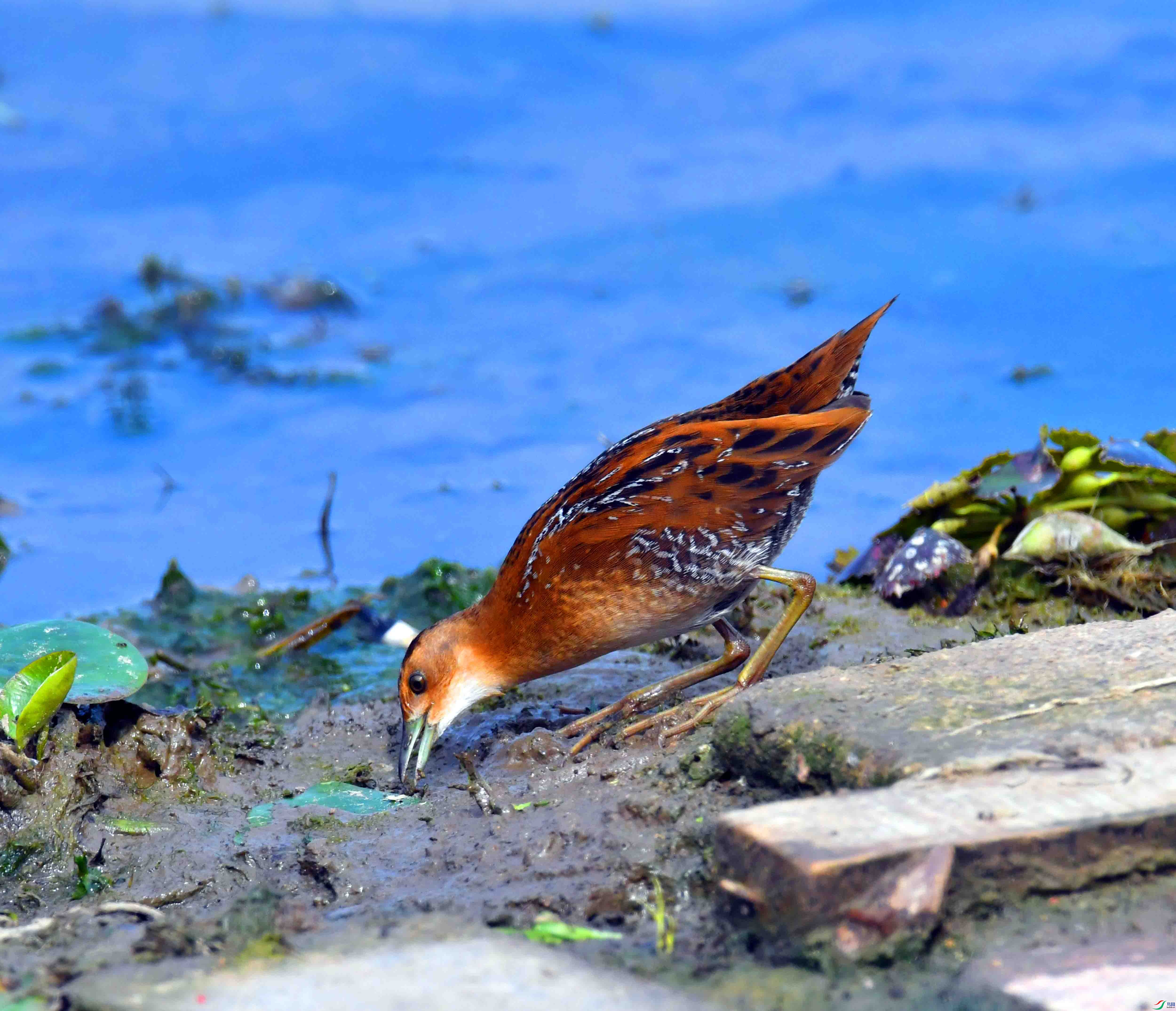 DSC_8227.JPG